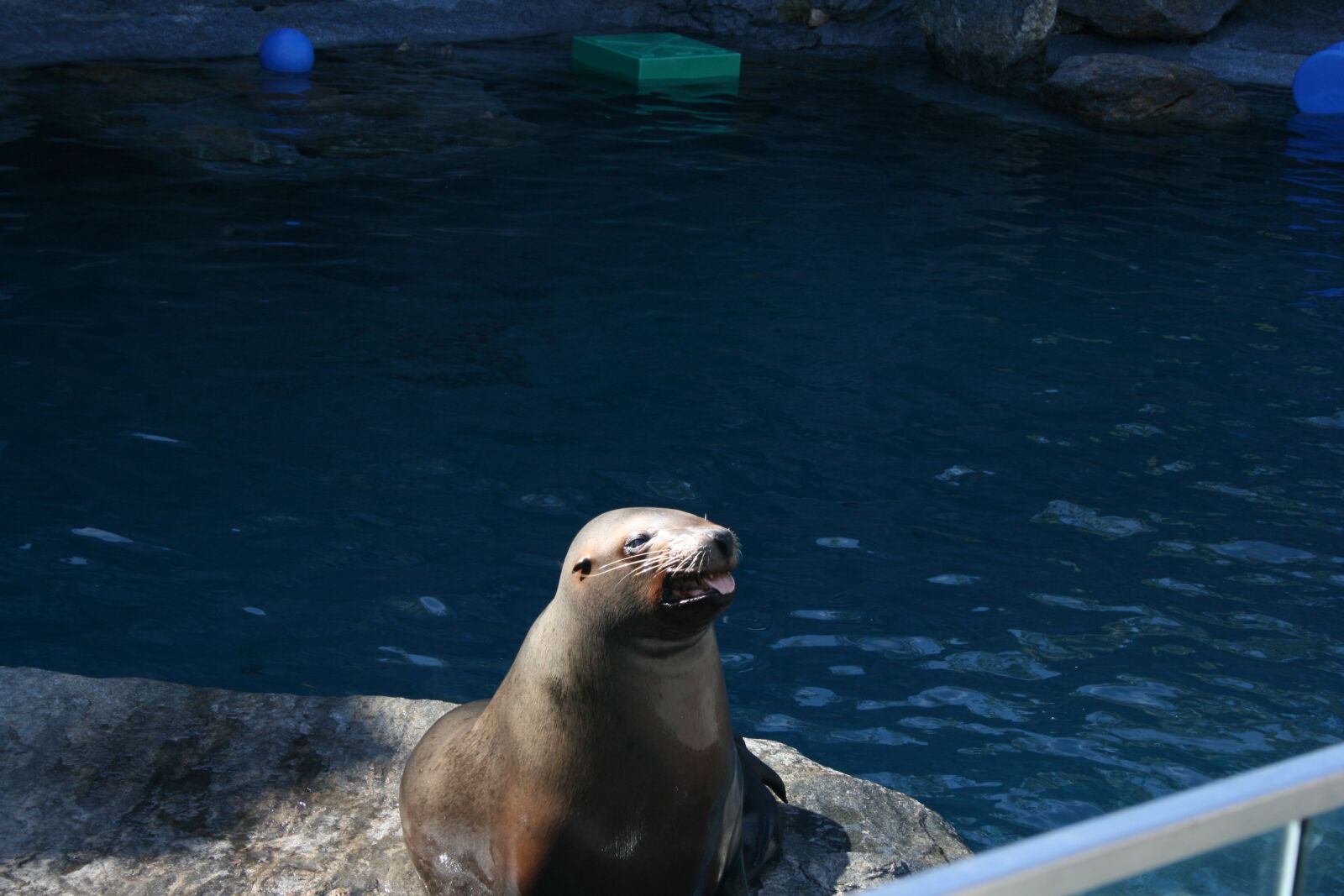 Canon EOS 400D (EOS Digital Rebel XTi / EOS Kiss Digital X) sample photo. Seal, sea lion, water photography