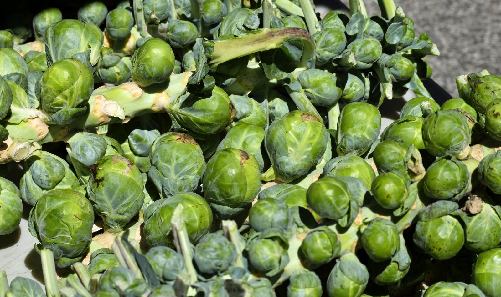 Nikon D3300 sample photo. Brussel sprouts, vegetable, food photography