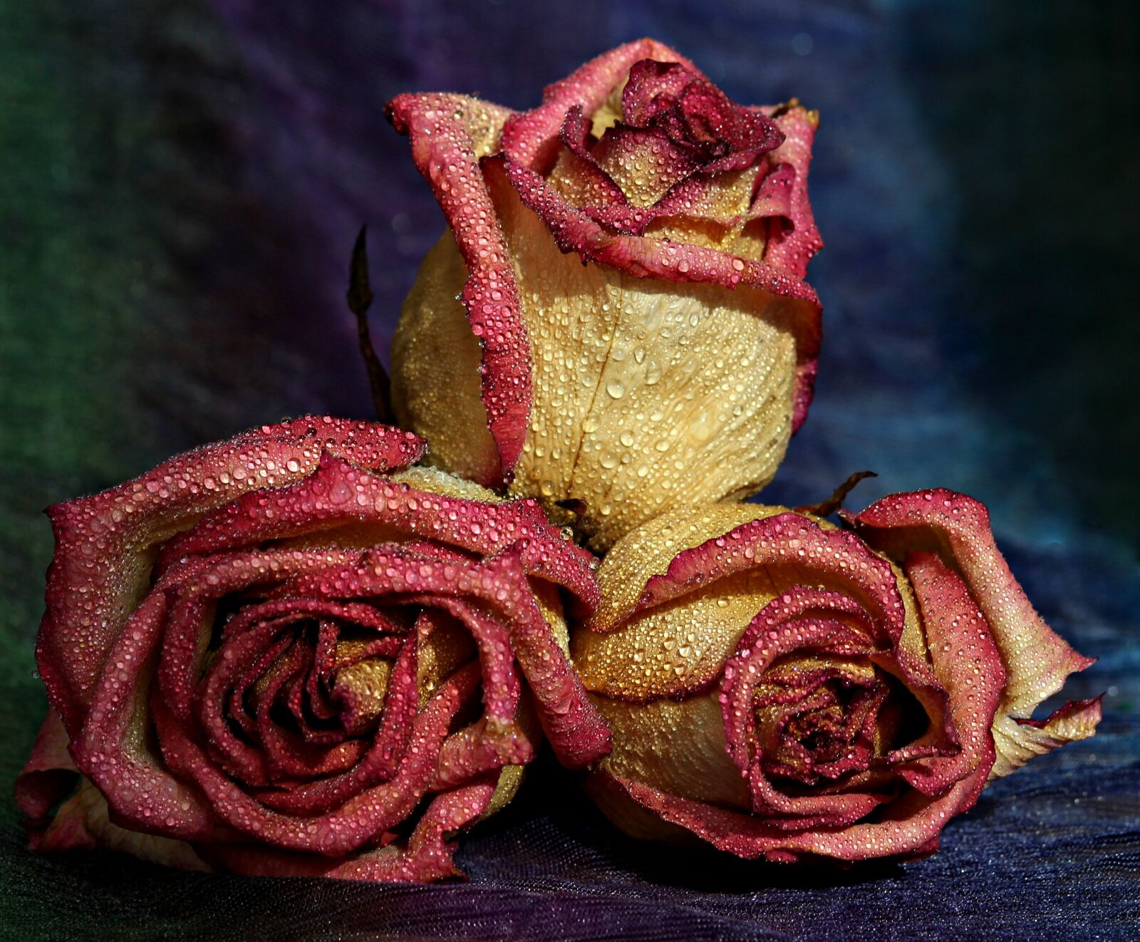 Canon EOS 700D (EOS Rebel T5i / EOS Kiss X7i) + Canon EF 85mm F1.8 USM sample photo. Rose, red, yellow photography