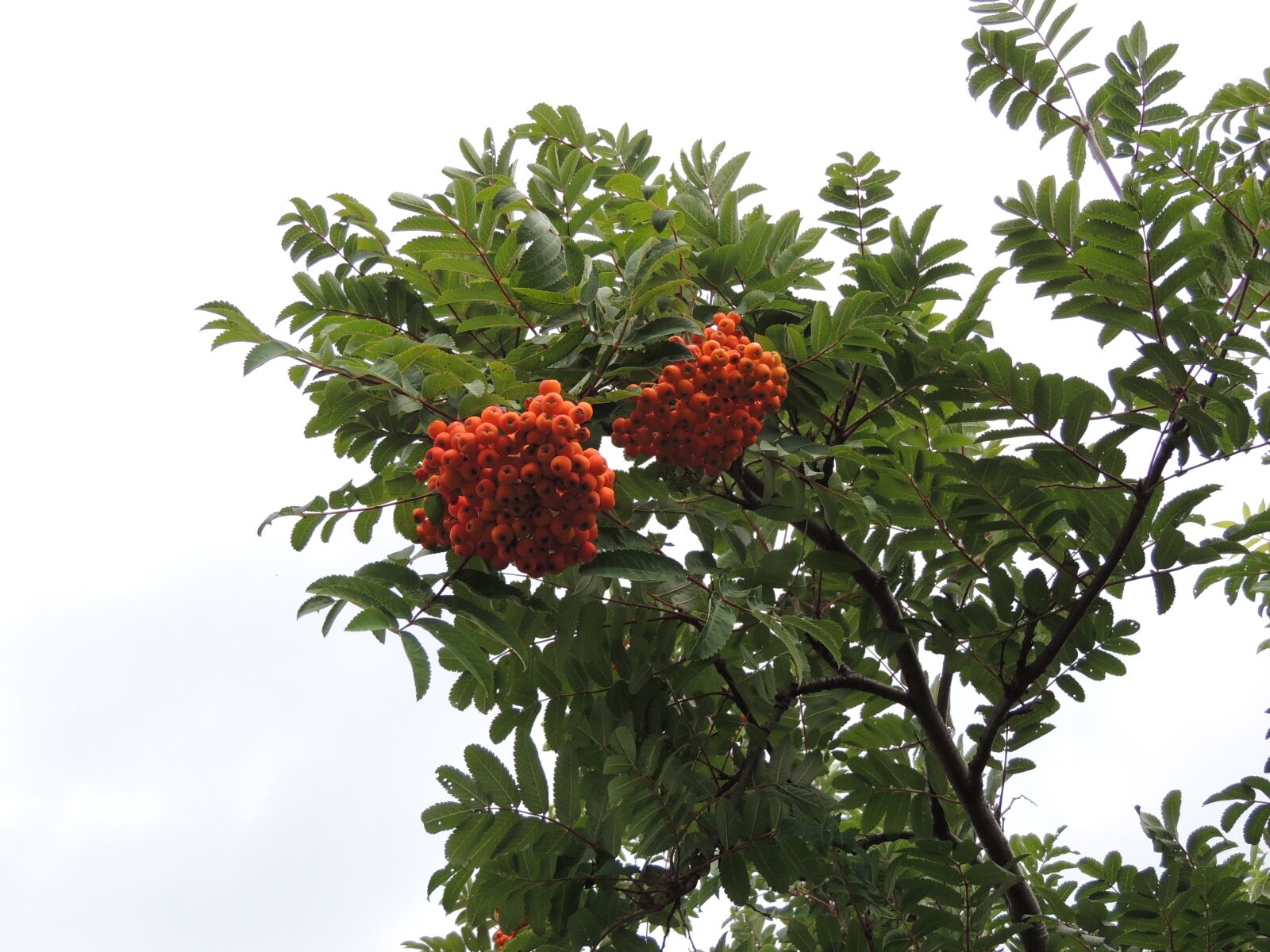 Nikon Coolpix P510 sample photo. Rowan, berry, plant photography