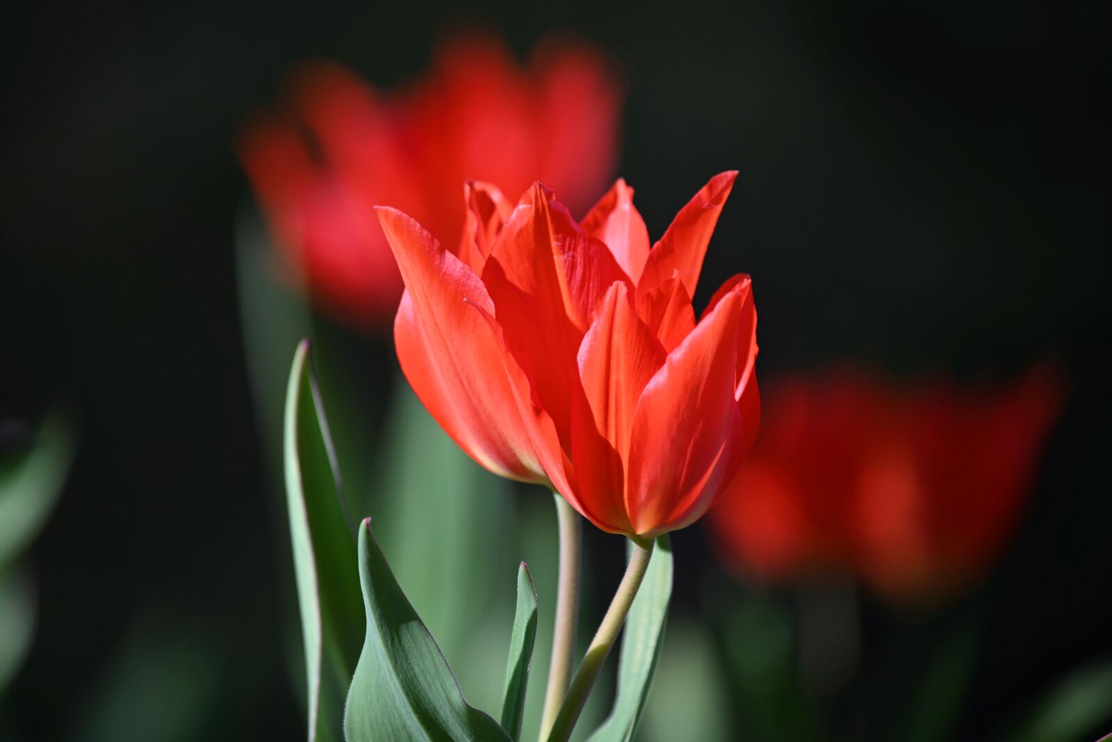 Nikon Z6 sample photo. Tulips, red, bouquet photography