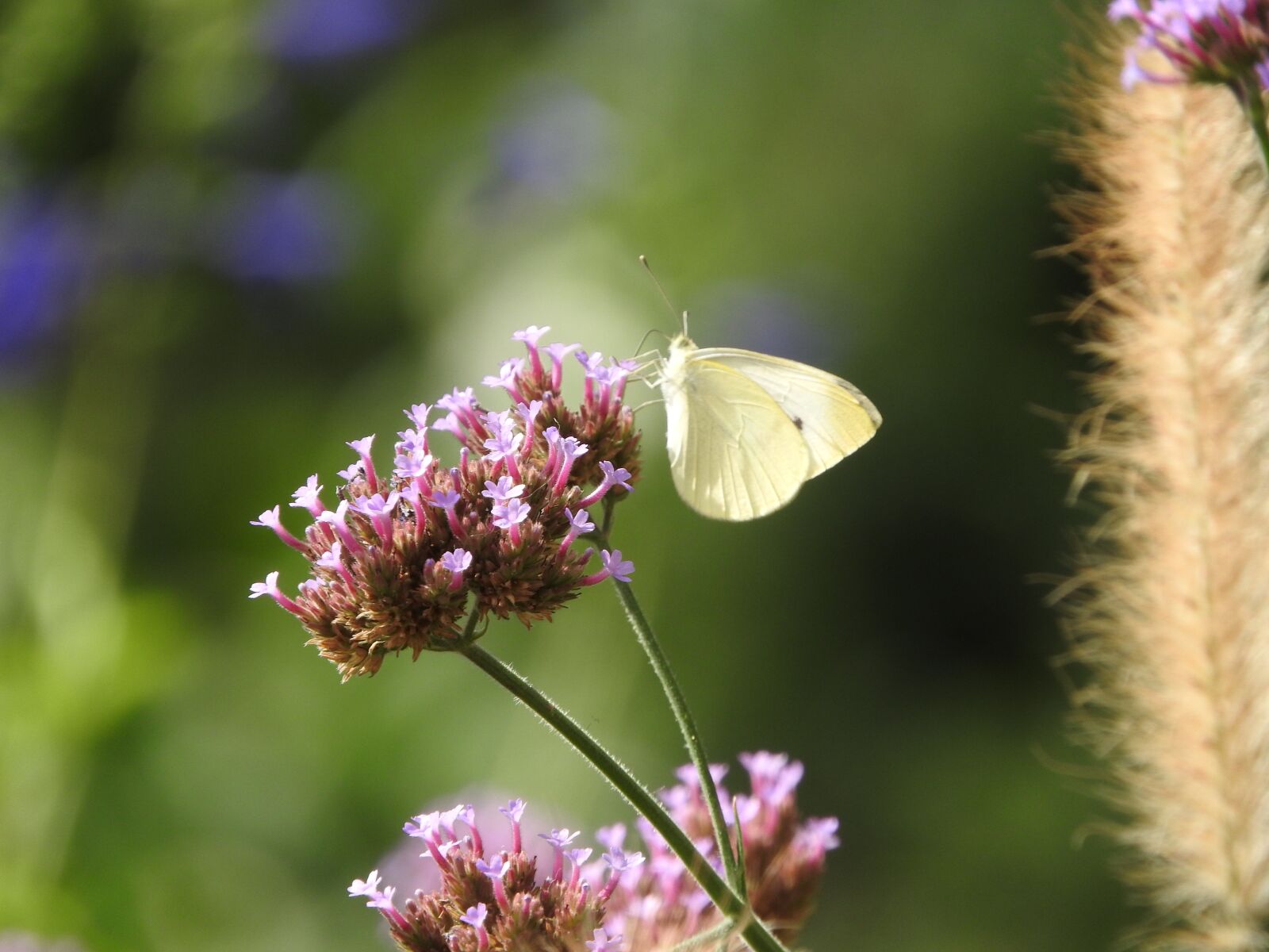 Nikon Coolpix P610 sample photo. Butterfly, bryant, travel photography