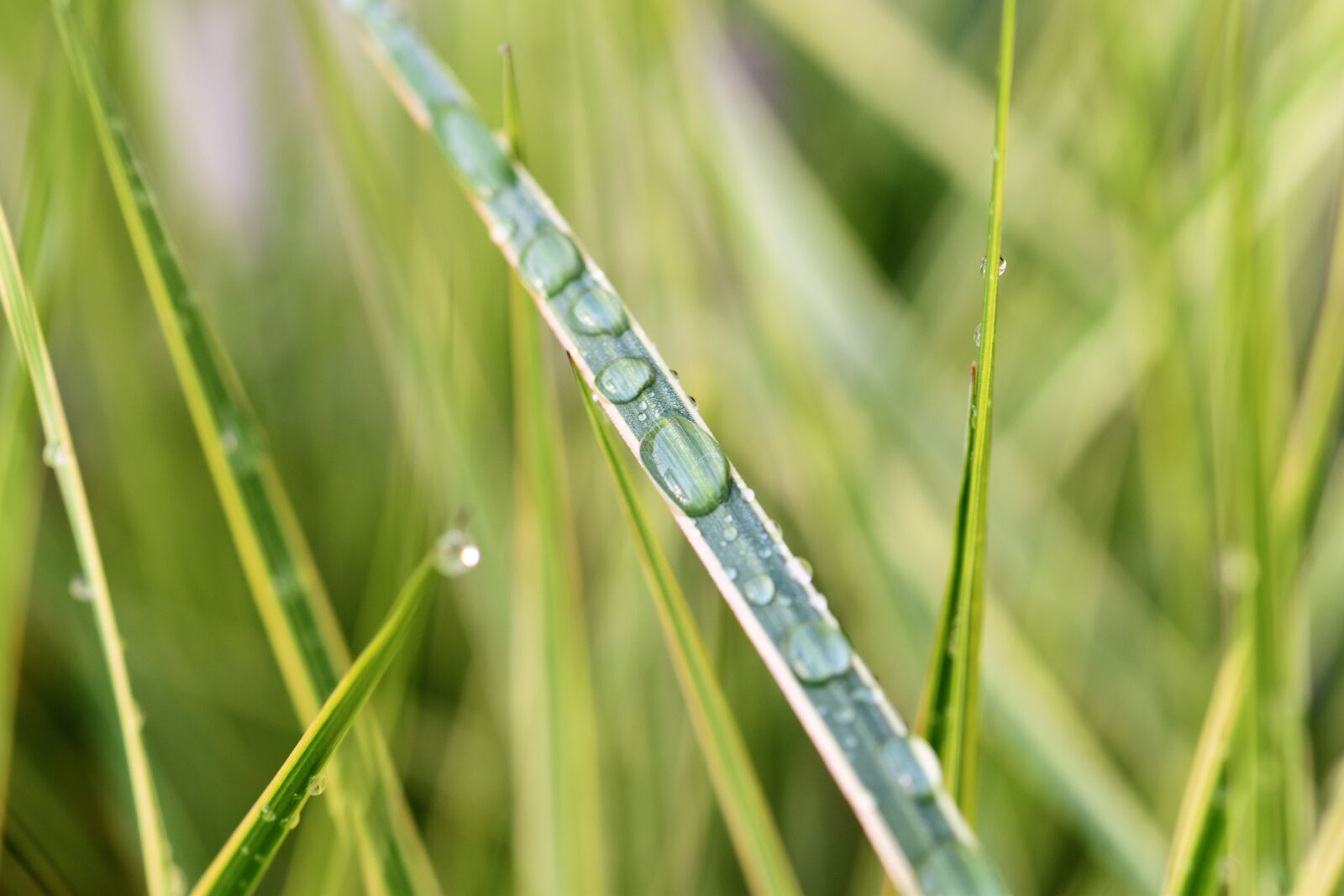 Nikon D5500 sample photo. Blade of grass, drop photography