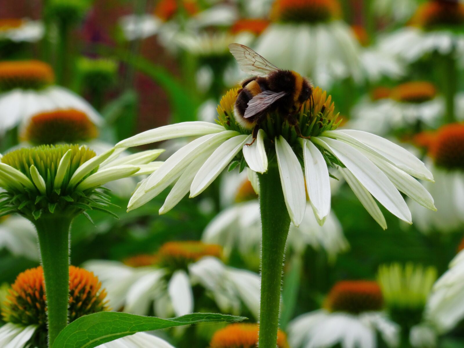 Sony DSC-HX50 sample photo. Coneflower, echinacea, bee photography