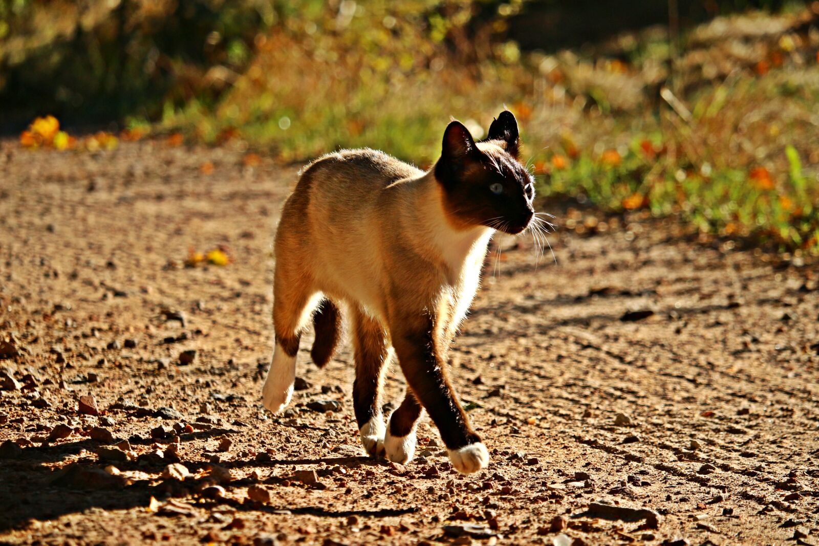 Canon EOS 100D (EOS Rebel SL1 / EOS Kiss X7) sample photo. Cat, mieze, siam photography