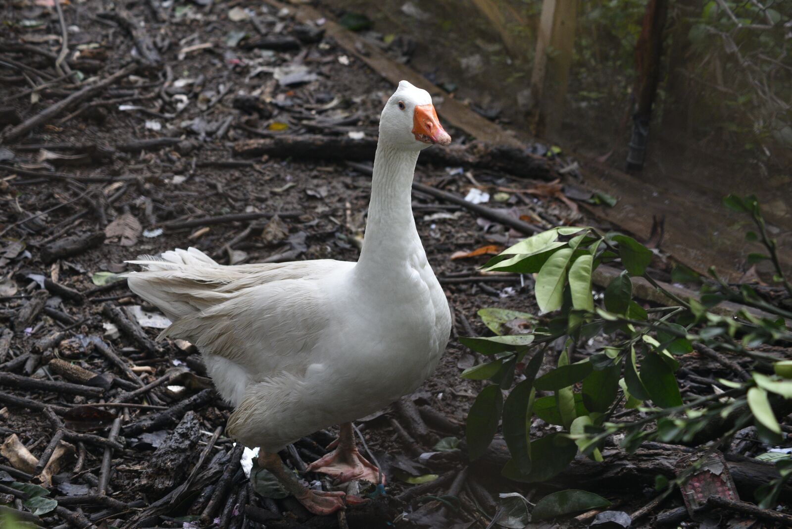 Nikon D750 sample photo. Goose, animal, duck family photography