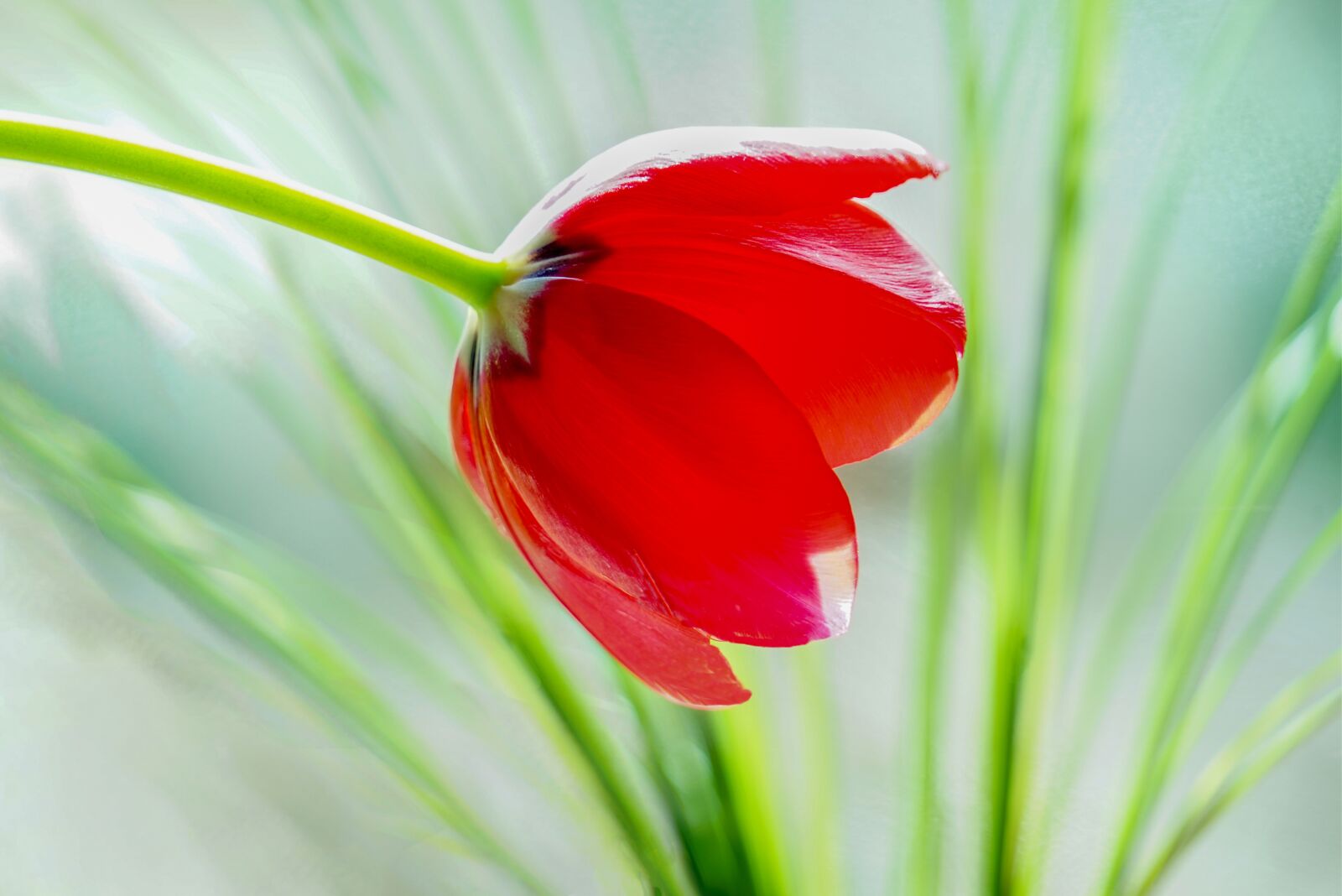 Sony a7R + Sony FE 24-240mm F3.5-6.3 OSS sample photo. Tulip, bright, red photography