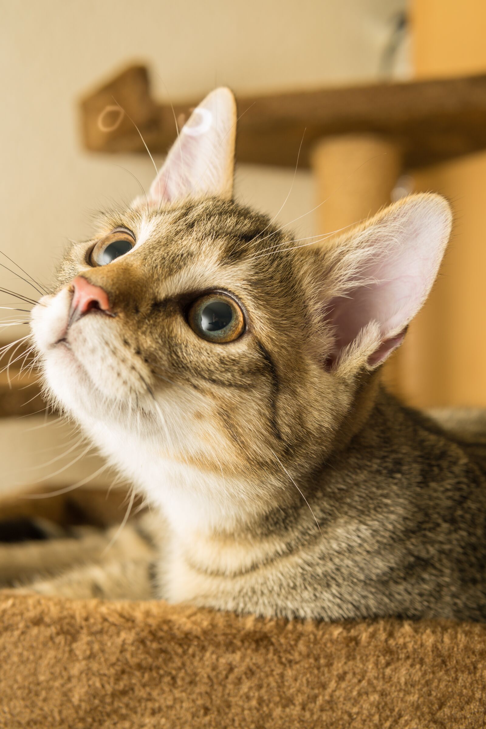 30mm F1.4 DC DN | Contemporary 016 sample photo. Cat, small, mackerel photography