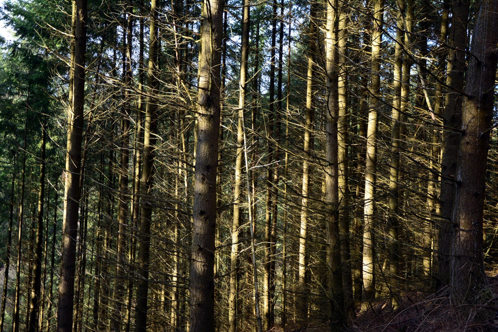 Nikon D5200 sample photo. Trees, forest, drought photography
