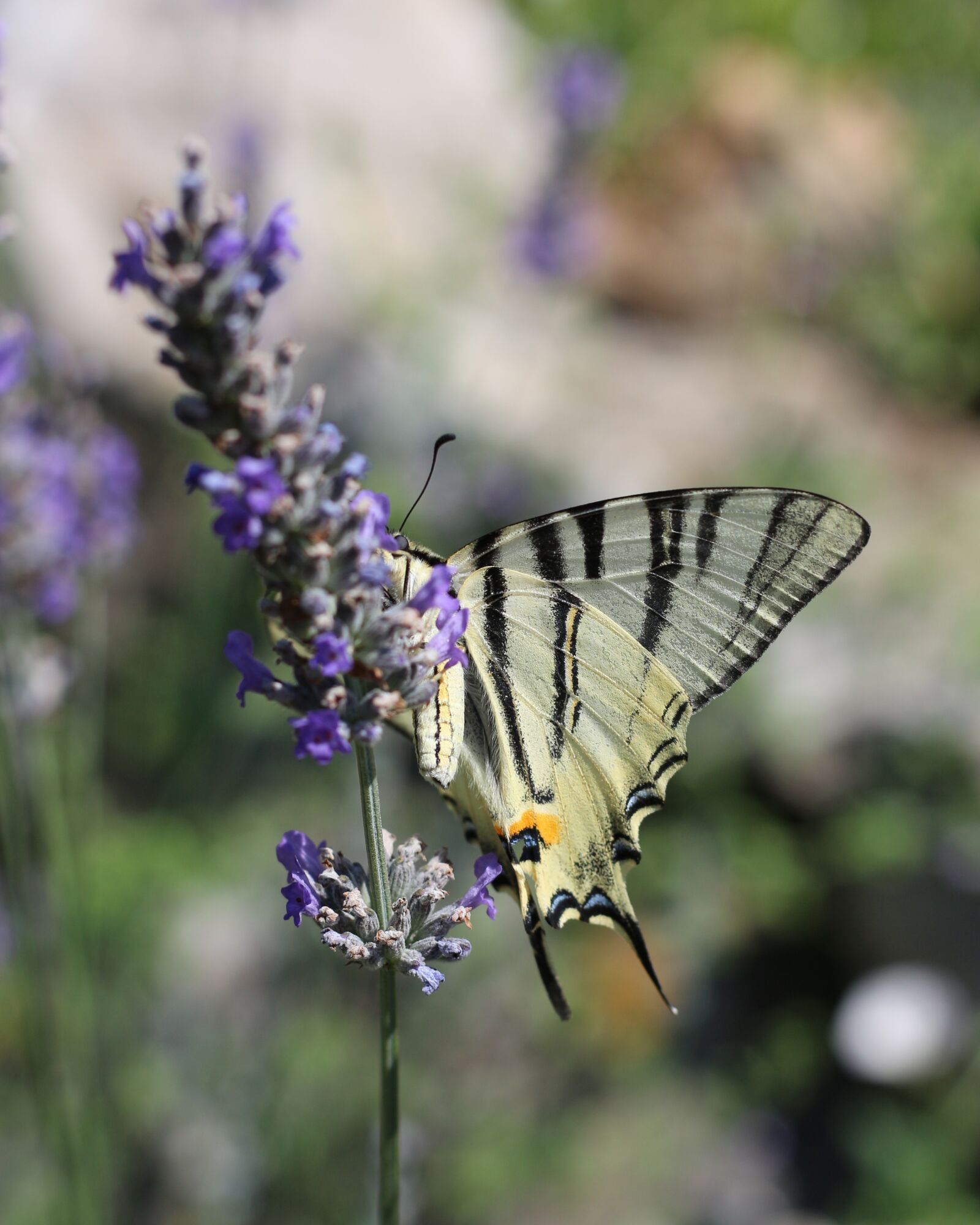 Canon EOS 700D (EOS Rebel T5i / EOS Kiss X7i) sample photo. Nature, lavender, insect photography