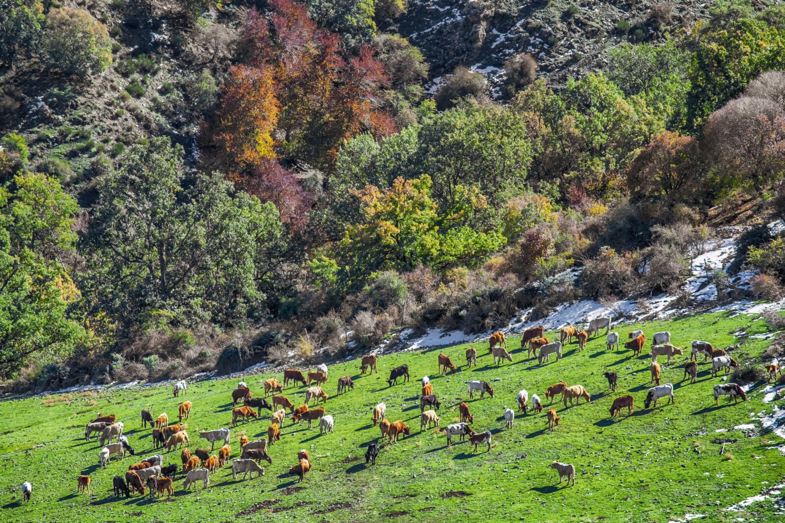 Nikon D3300 sample photo. Landscape, prado, cows photography