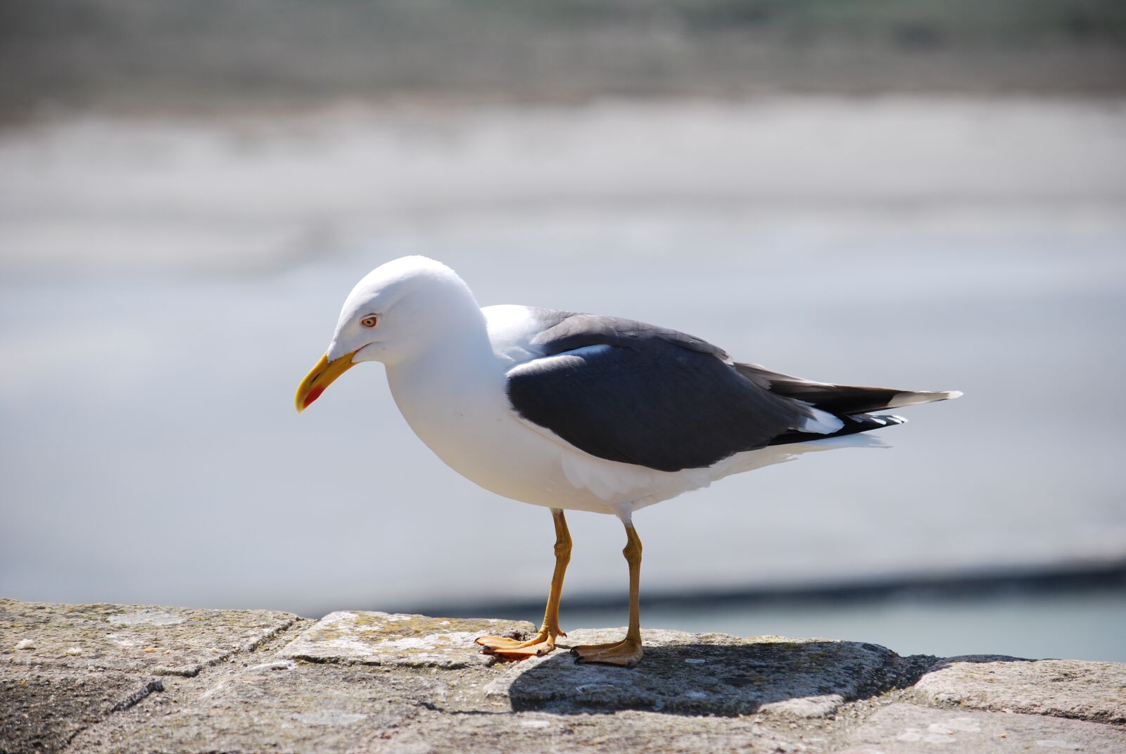 Nikon D60 sample photo. Seagull, animals, gull photography