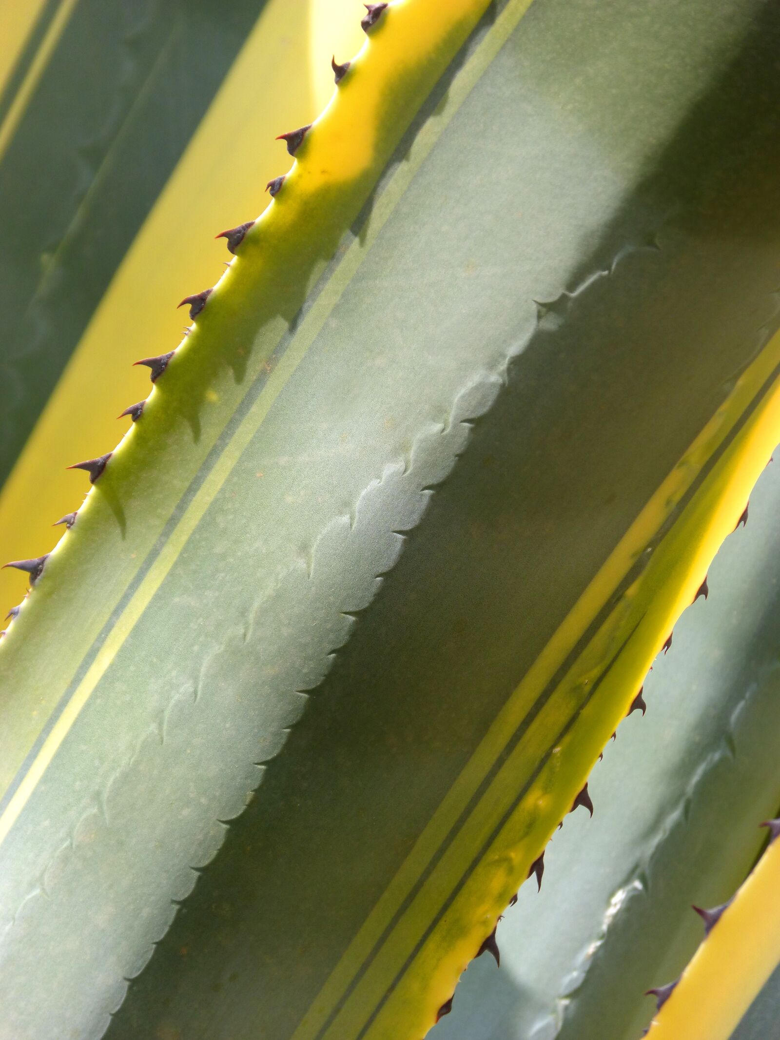 Panasonic DMC-FZ62 sample photo. Cactus, agave, atzavara photography