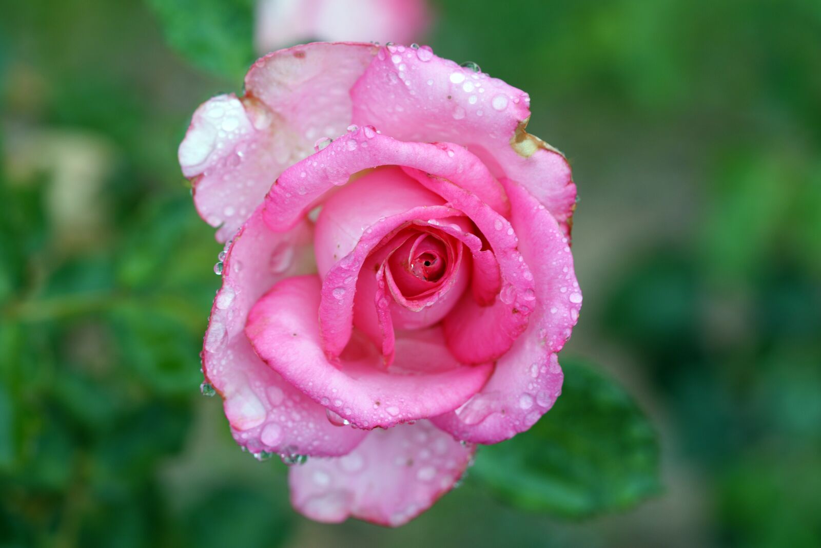 Sony a7R III sample photo. Rose, nature, flower photography