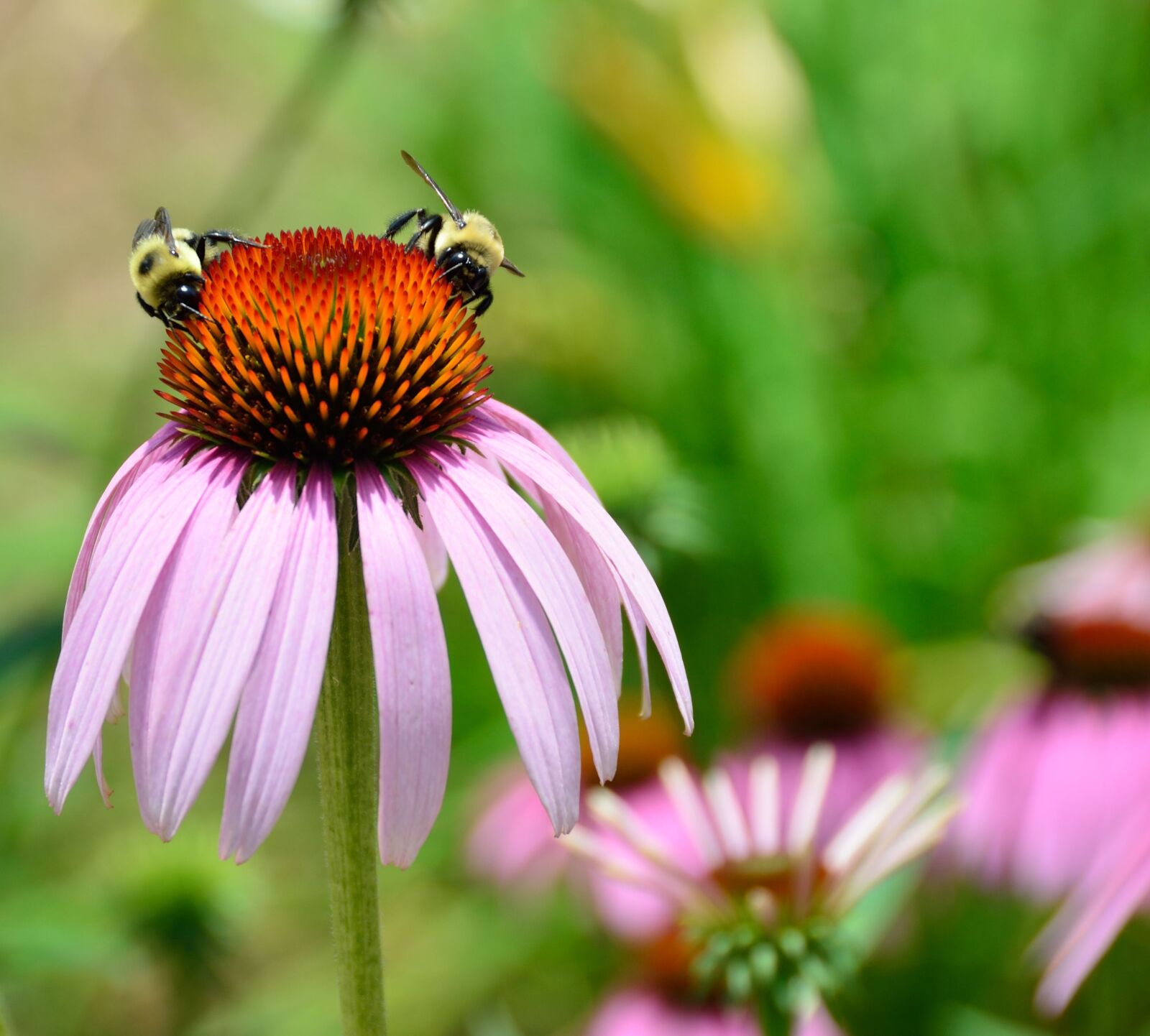 Nikon D7000 sample photo. Cone flower, beauty, blossom photography