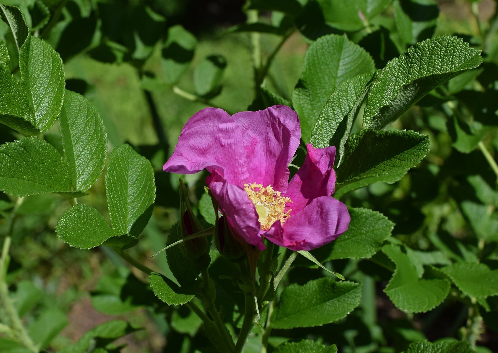 Nikon D3300 sample photo. Hot pink rugosa, rose photography