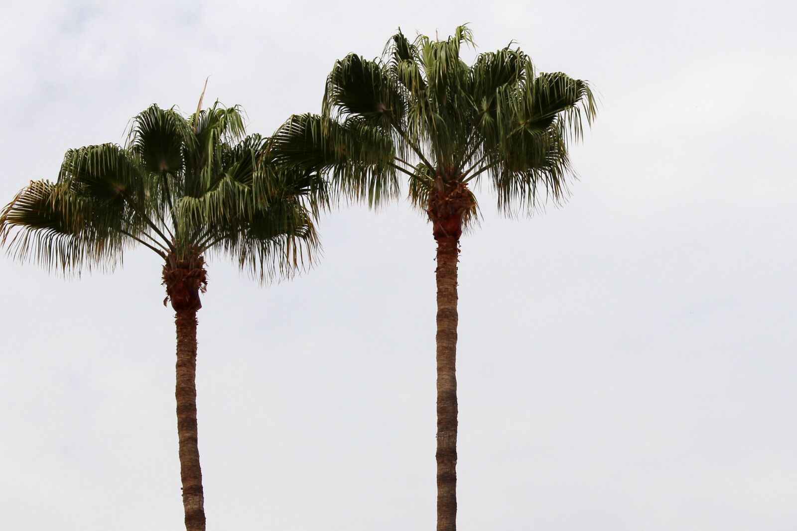 Canon EOS 650D (EOS Rebel T4i / EOS Kiss X6i) sample photo. Palm trees, background, sky photography