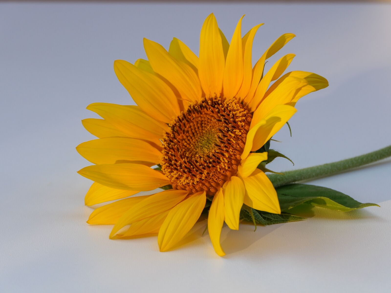 Panasonic Lumix DMC-FZ2500 (Lumix DMC-FZ2000) sample photo. Sunflower, solo, blossom photography