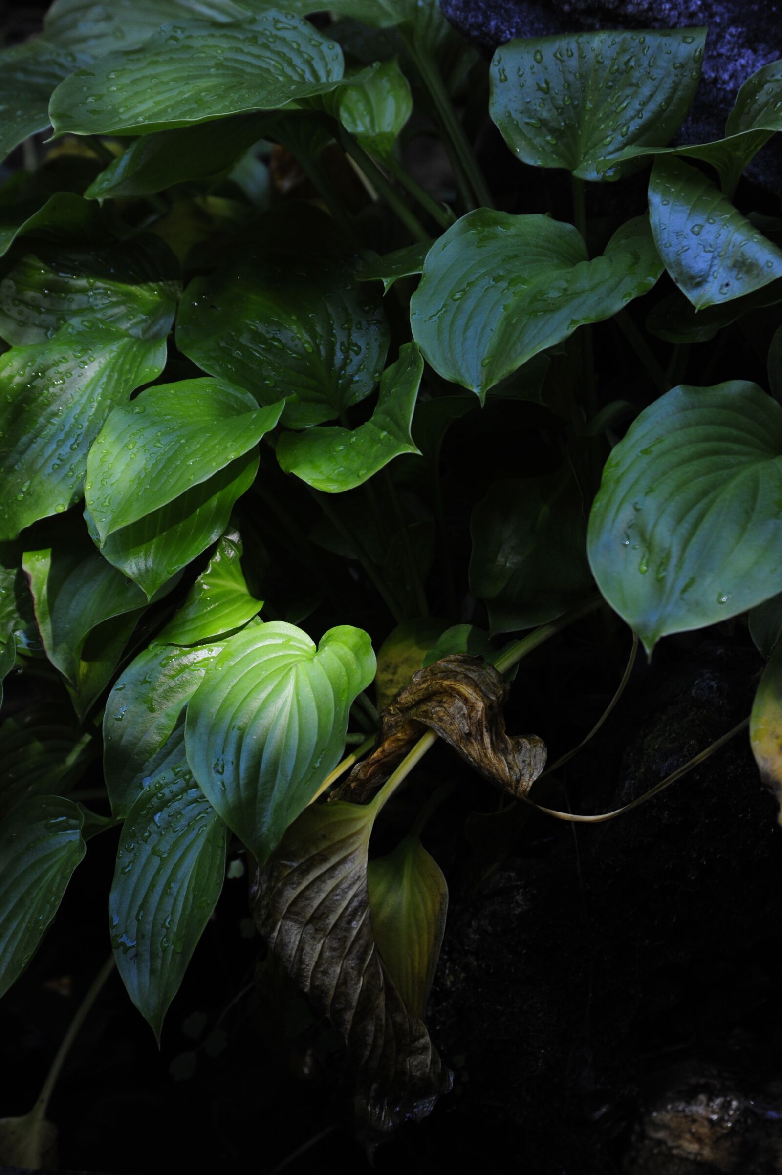Nikon D700 sample photo. Leaf, atmosphere, photo photography