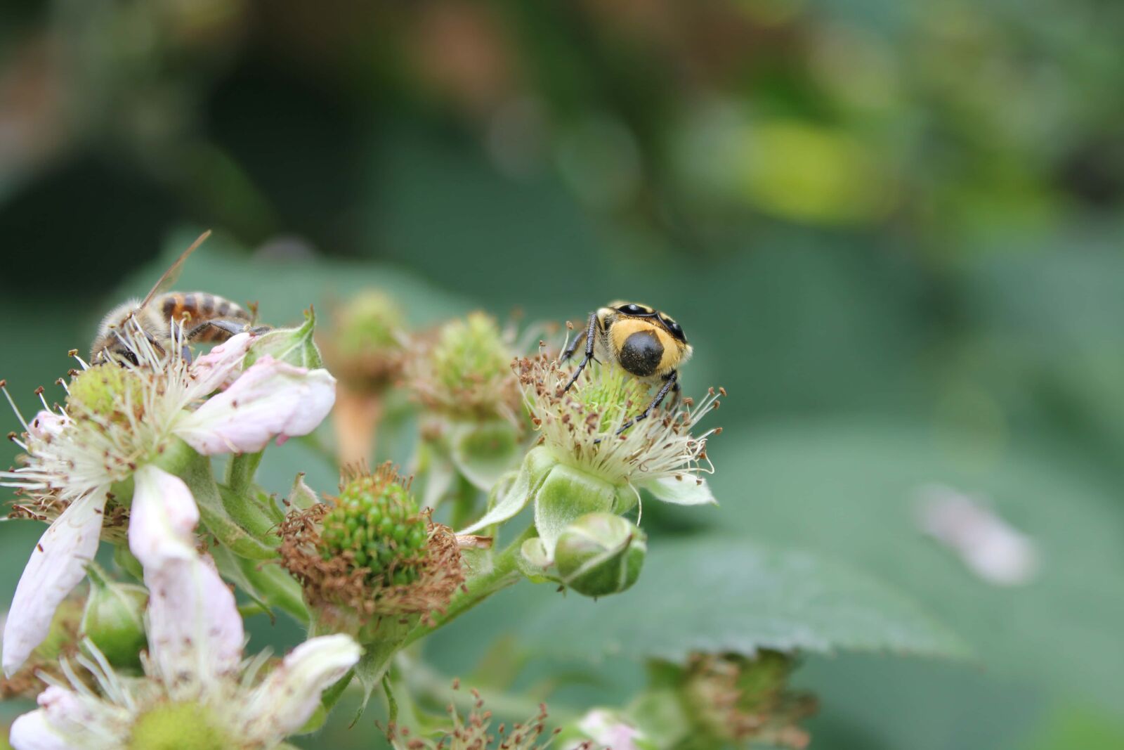 Canon EF-S 18-55mm F3.5-5.6 IS sample photo. Beetle, insect, honeybee, pollinating photography