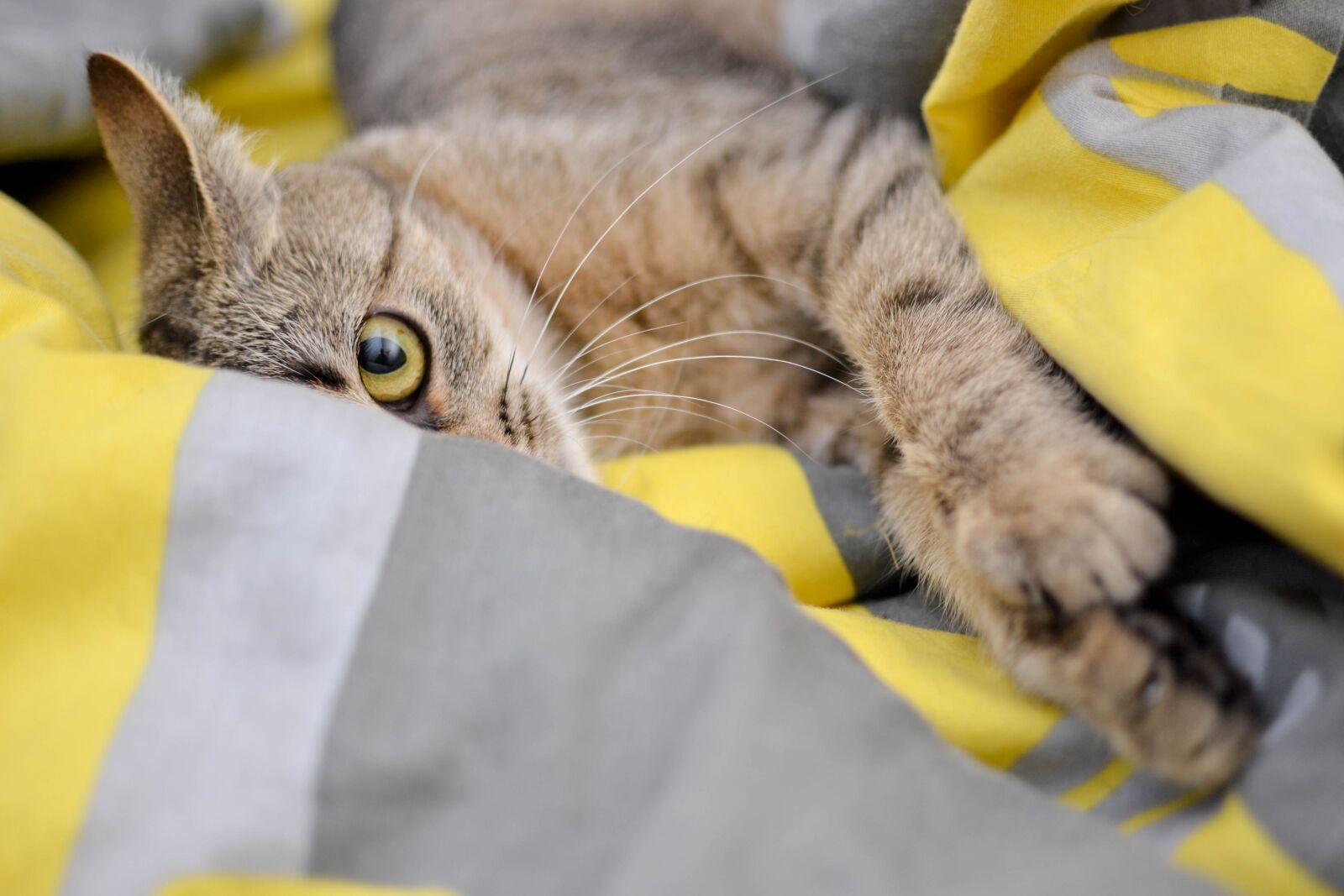 Nikon D3100 sample photo. Cat, domestic cat, look photography