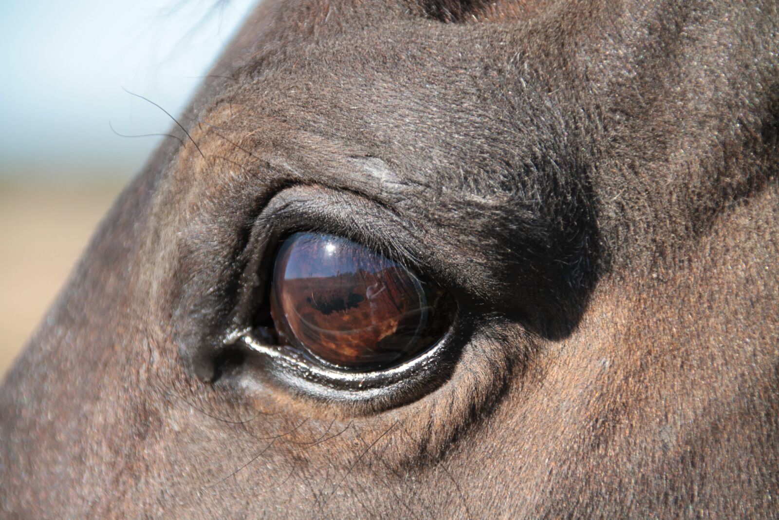 Canon EOS 7D sample photo. Horse, eye, macro photography