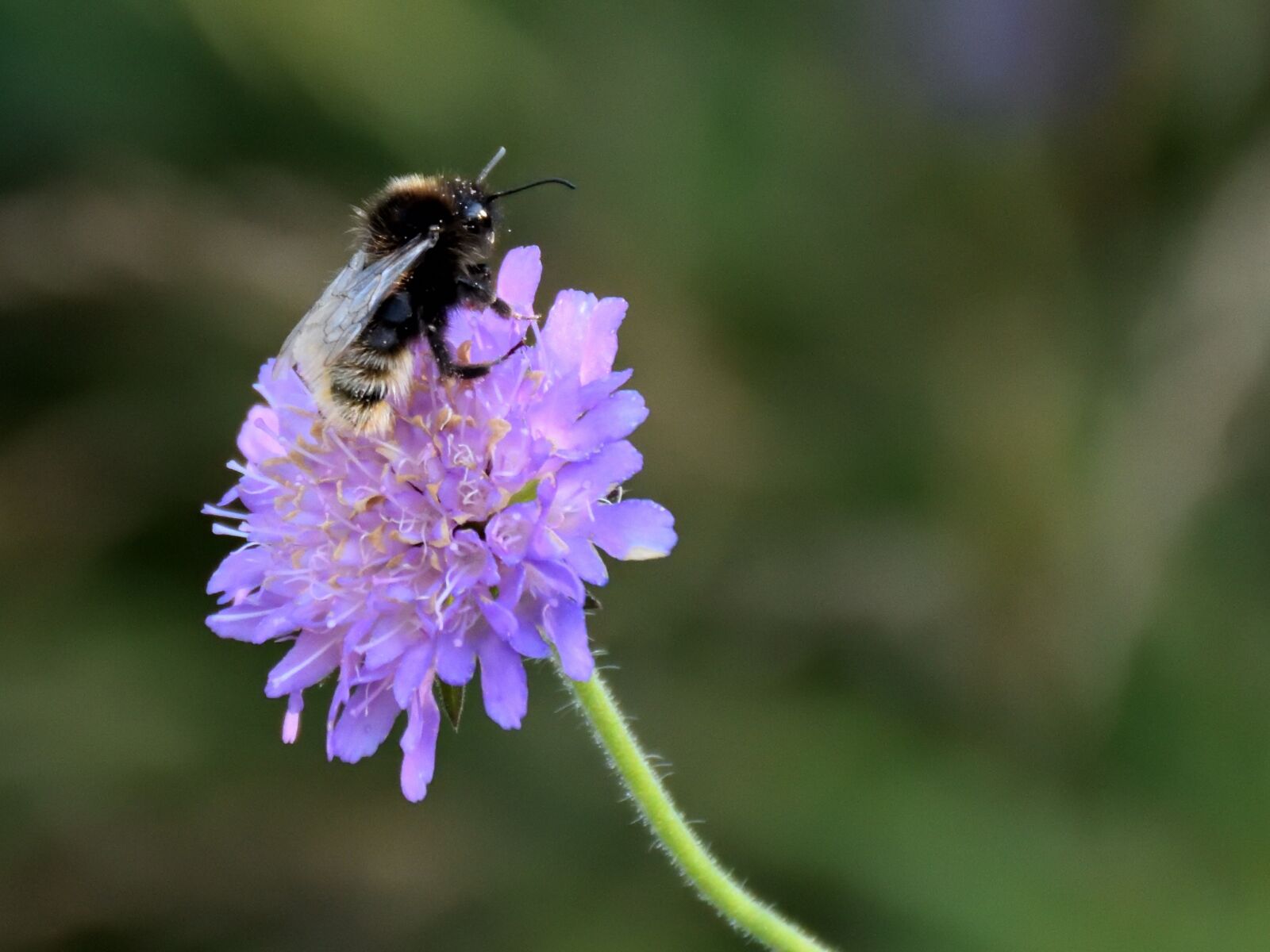 Nikon D5500 sample photo. Bee, flower, close up photography