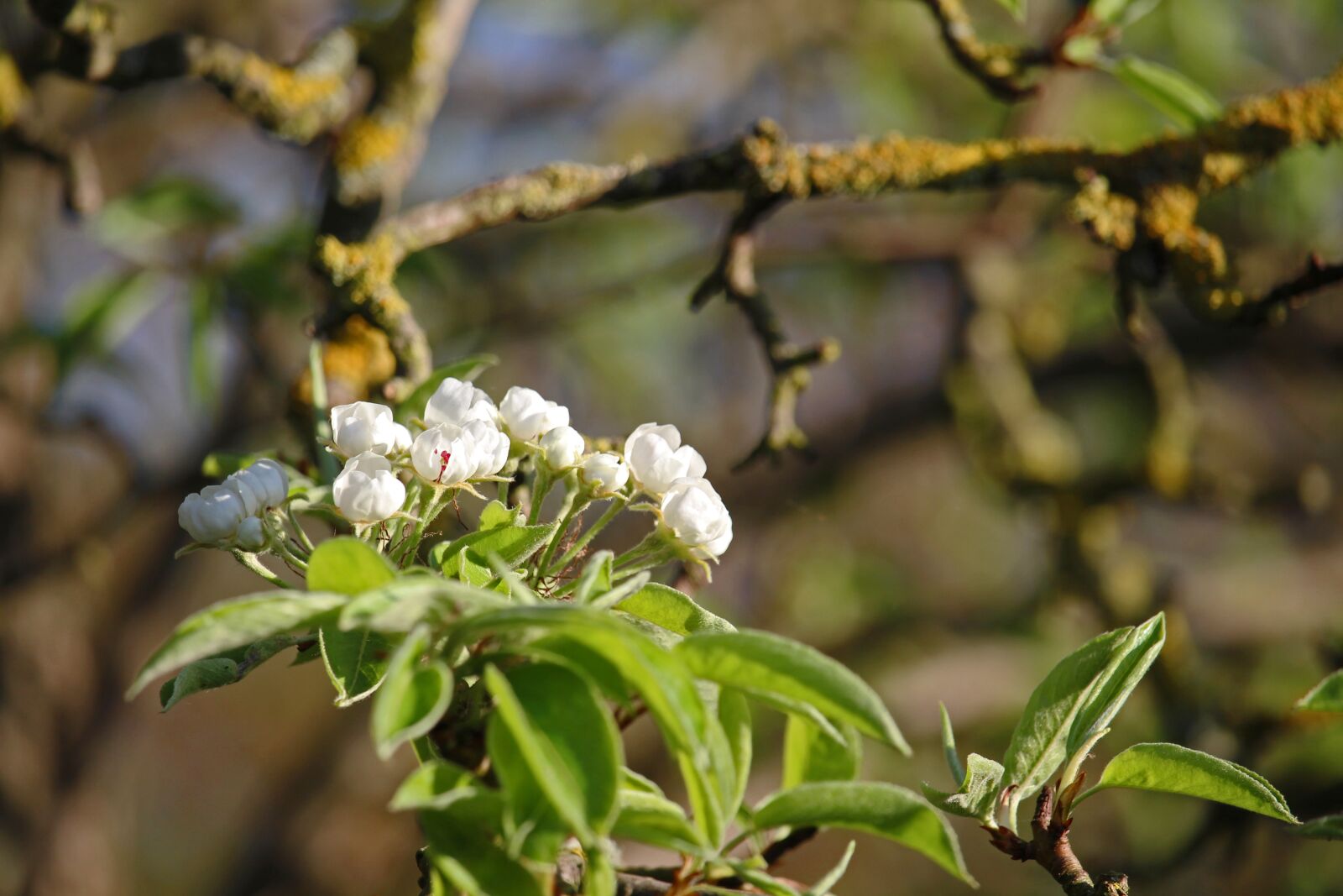 Canon EF-S 55-250mm F4-5.6 IS STM sample photo. Pear, flowers, bloom photography