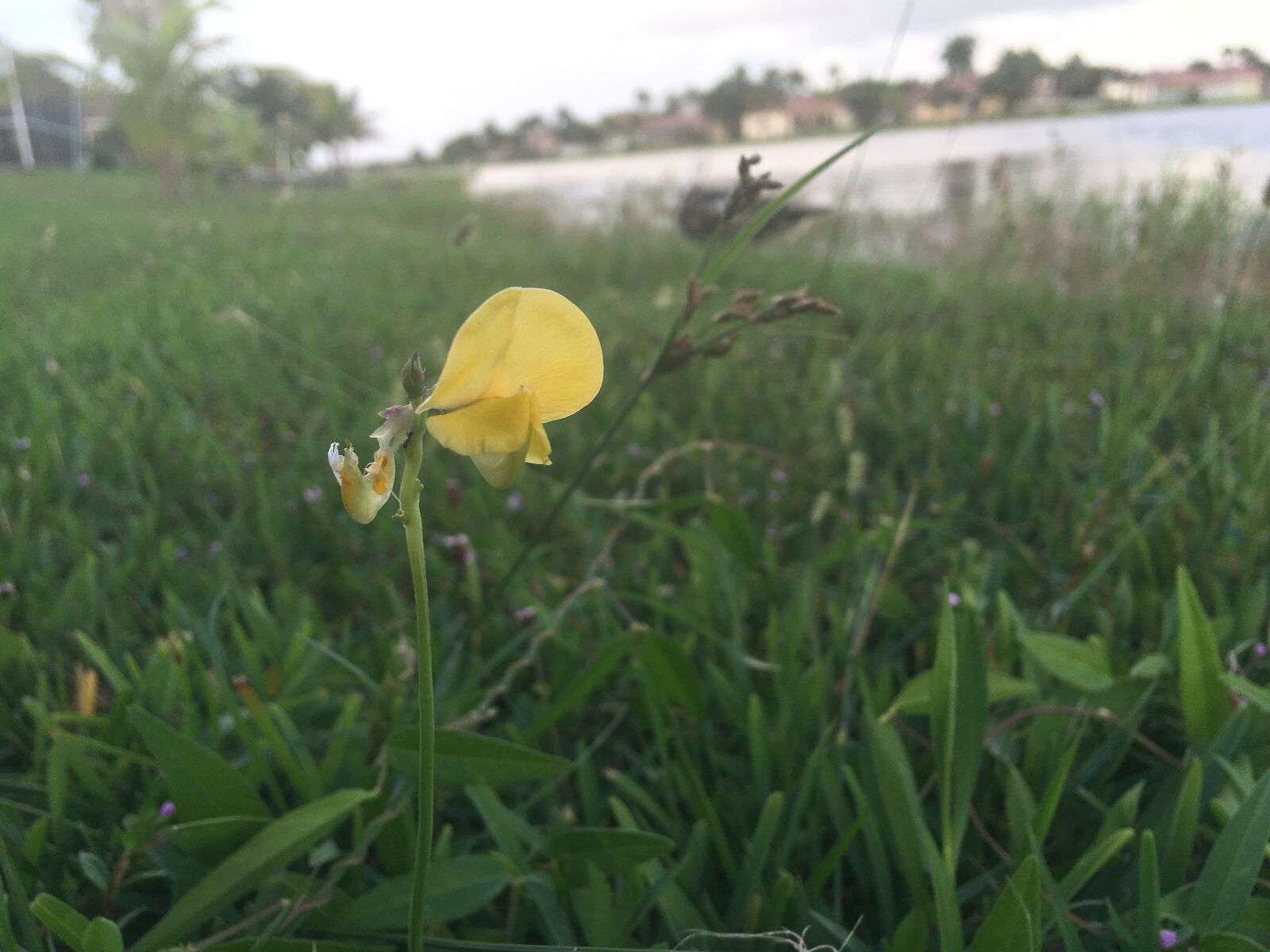 Apple iPhone 6s Plus sample photo