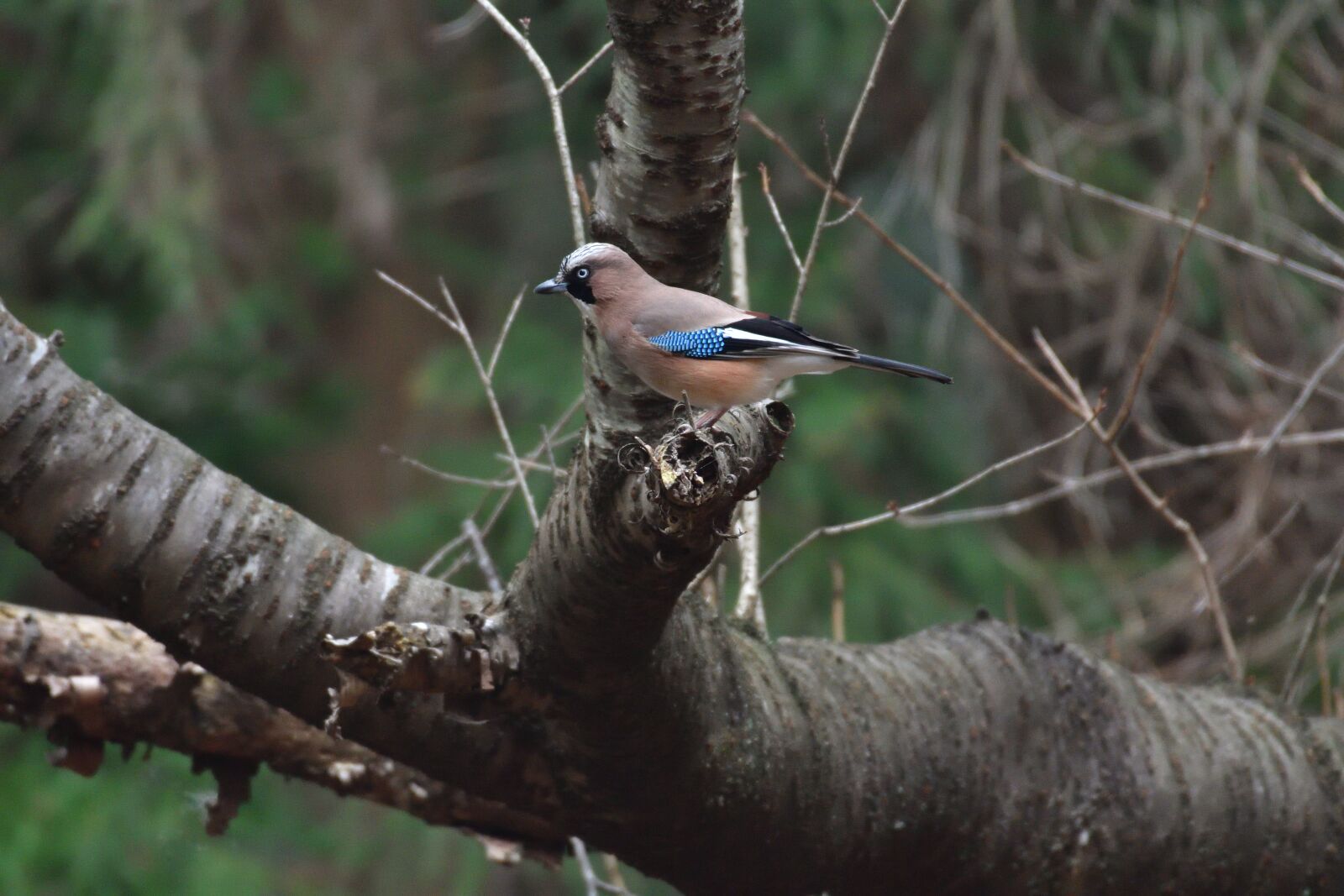 Nikon D500 sample photo. Natural, wild animals, bird photography
