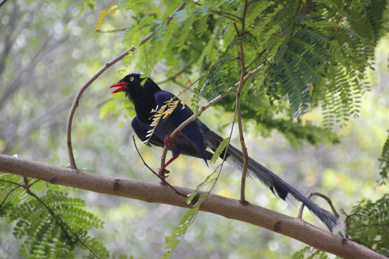 Canon EOS 600D (Rebel EOS T3i / EOS Kiss X5) sample photo. Taiwan blue magpie, taiwan photography