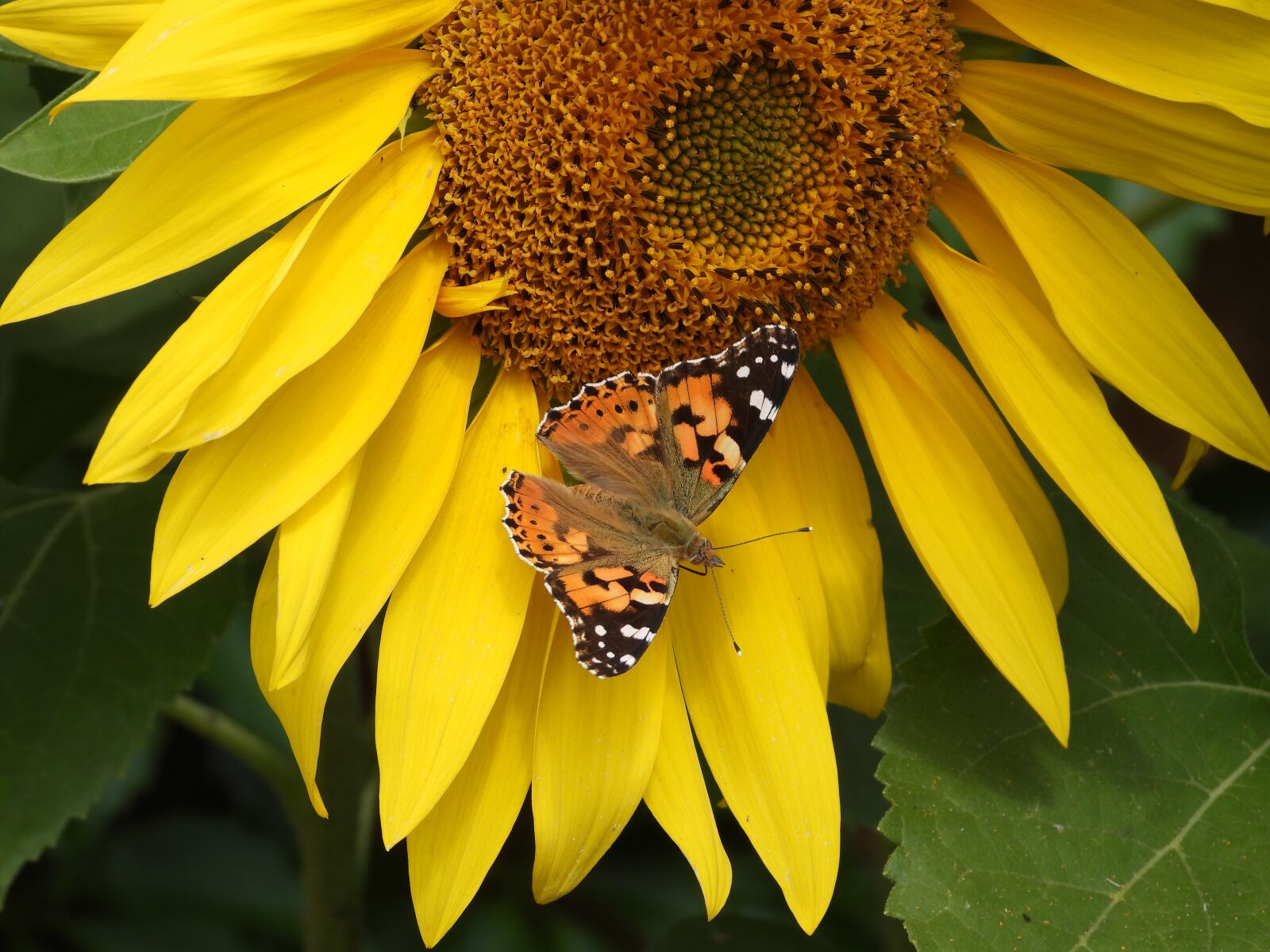 Nikon Coolpix P1000 sample photo. Butterfly, sunflower, flower photography