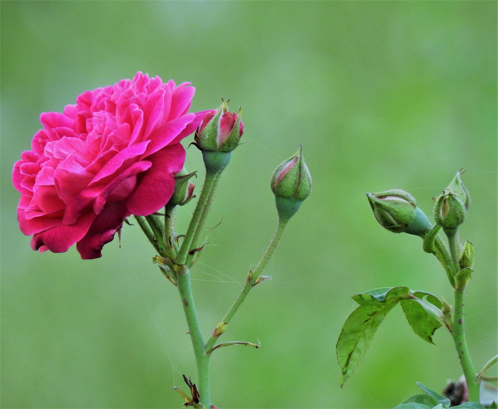 Nikon Coolpix P900 sample photo. Flowers, natural, blossom photography