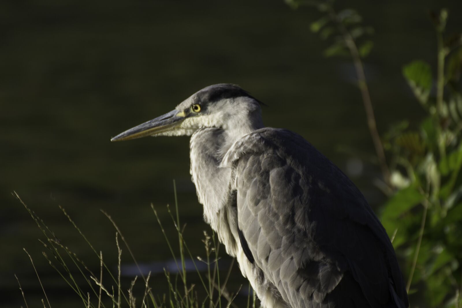 Canon EOS 600D (Rebel EOS T3i / EOS Kiss X5) sample photo. Nature, heron, bird photography