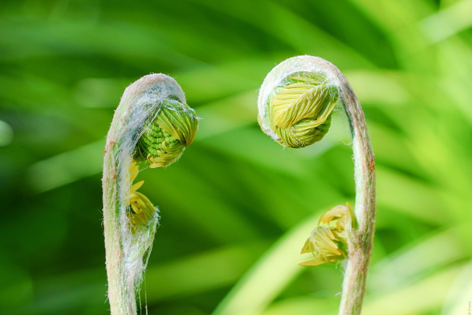 Sony a7 II + Sony FE 24-240mm F3.5-6.3 OSS sample photo. Germinate, plant, green photography