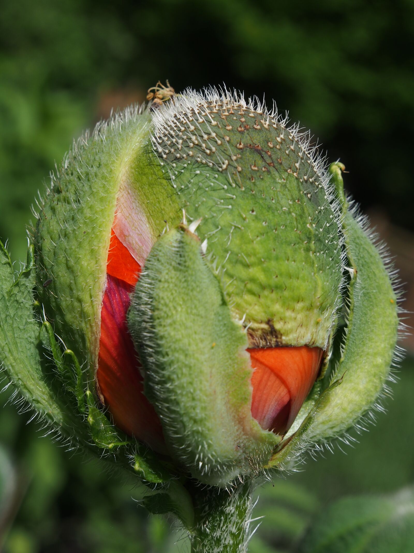 Olympus OM-D E-M5 sample photo. Flowers, flower bud, beauty photography
