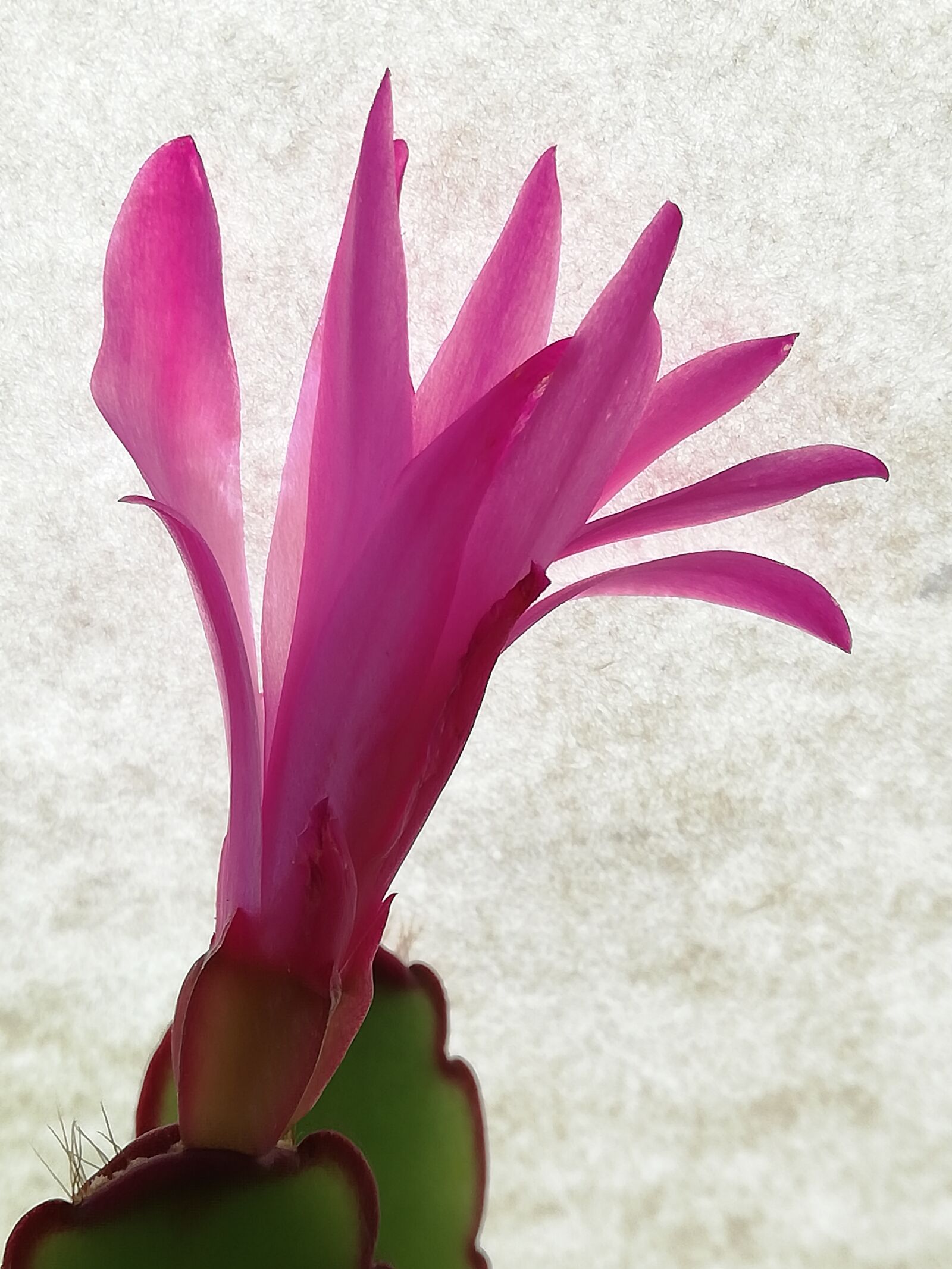 HUAWEI P20 lite sample photo. Bloom, schlumberger, cactus photography