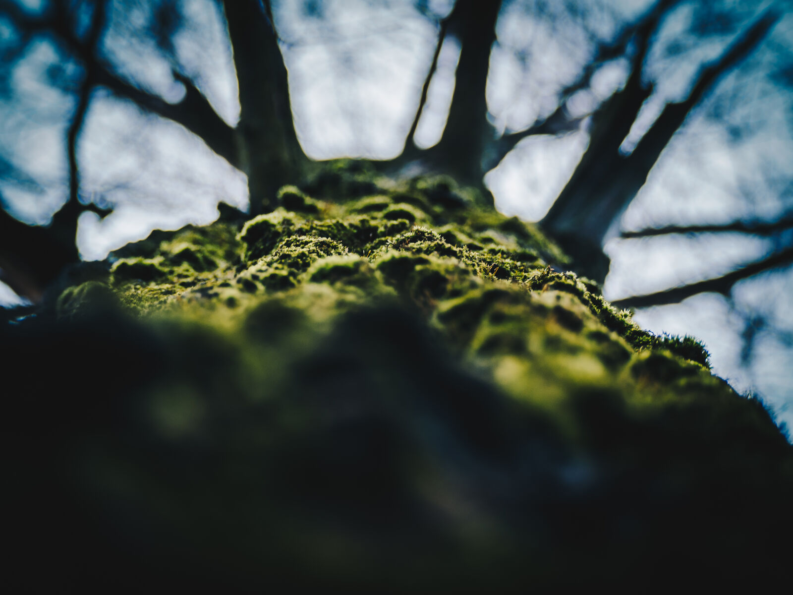 Olympus OM-D E-M10 II sample photo. Close, up, of, tree photography