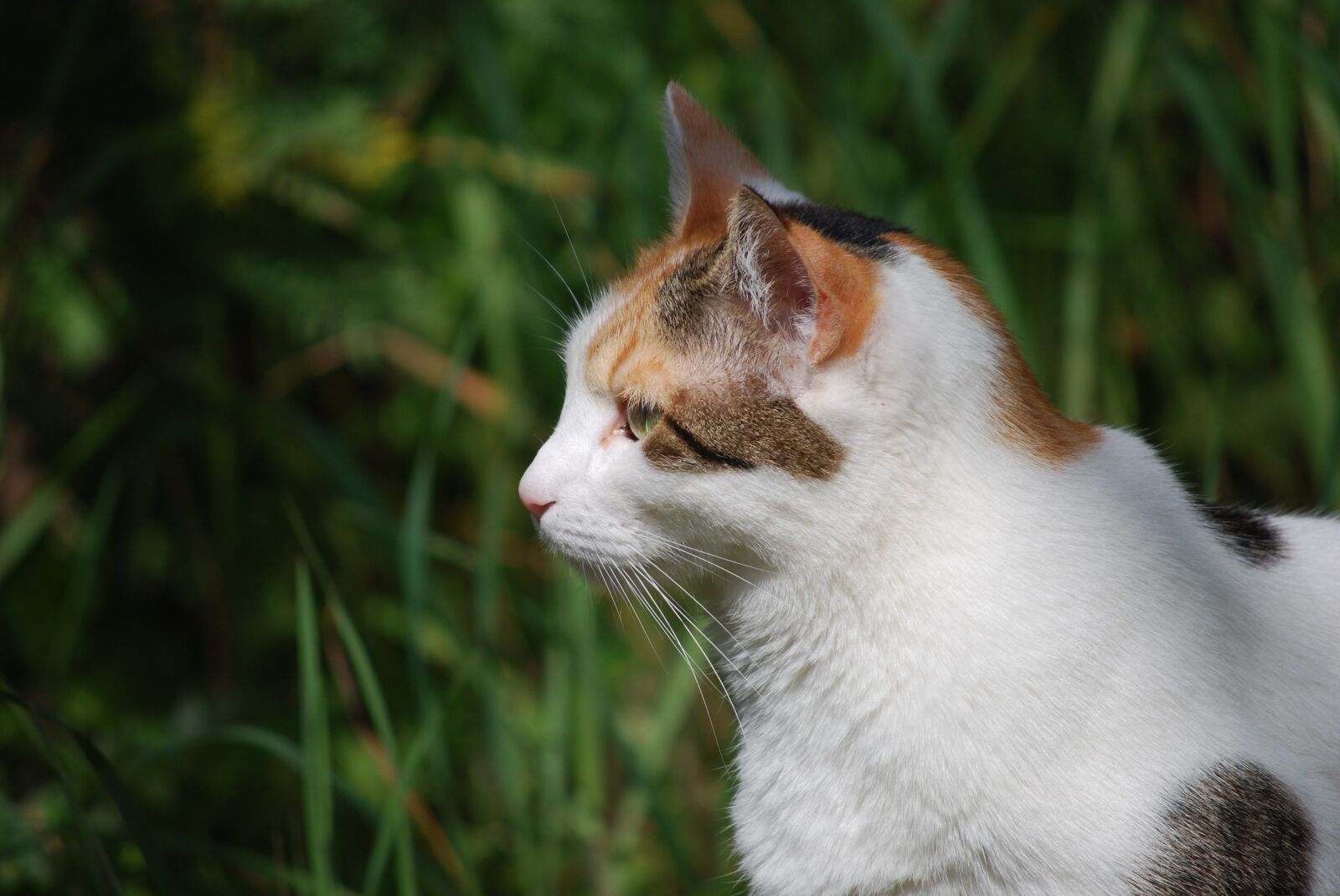 Nikon D60 sample photo. Cat, profile, isabelle photography