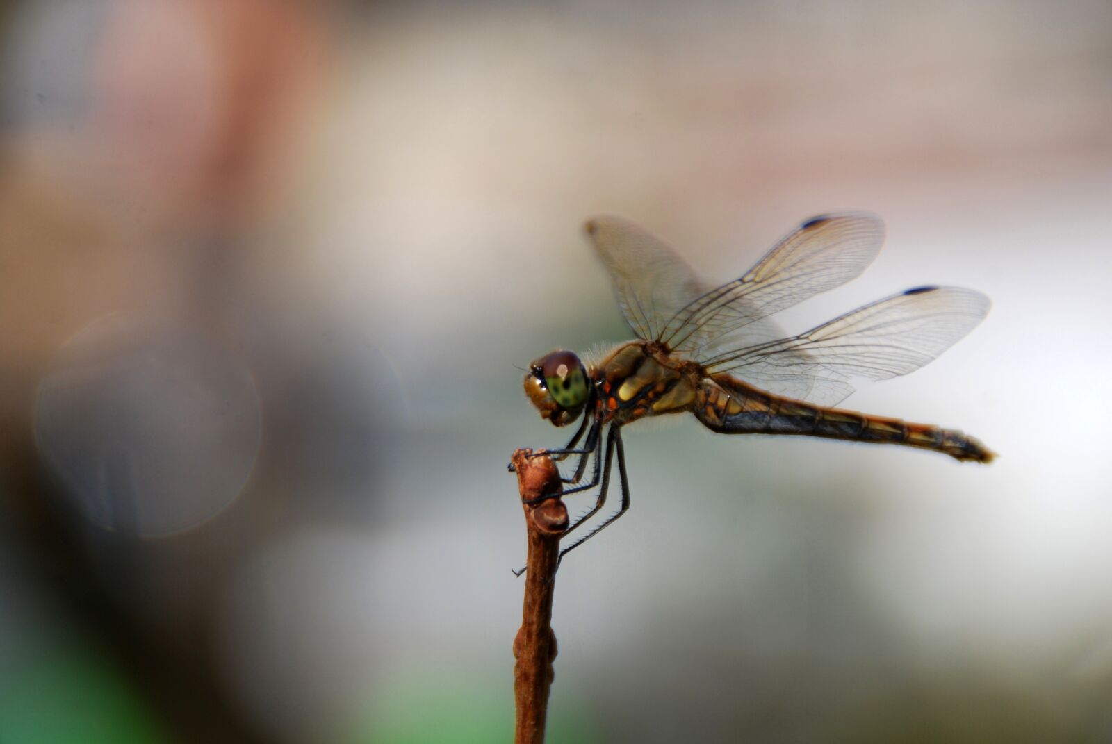 Nikon D40X sample photo. Dragonfly, insect, bug photography