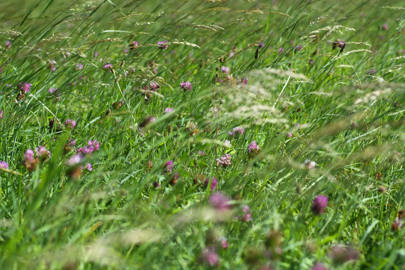 Canon EOS 50D sample photo. Grass, field, meadow photography