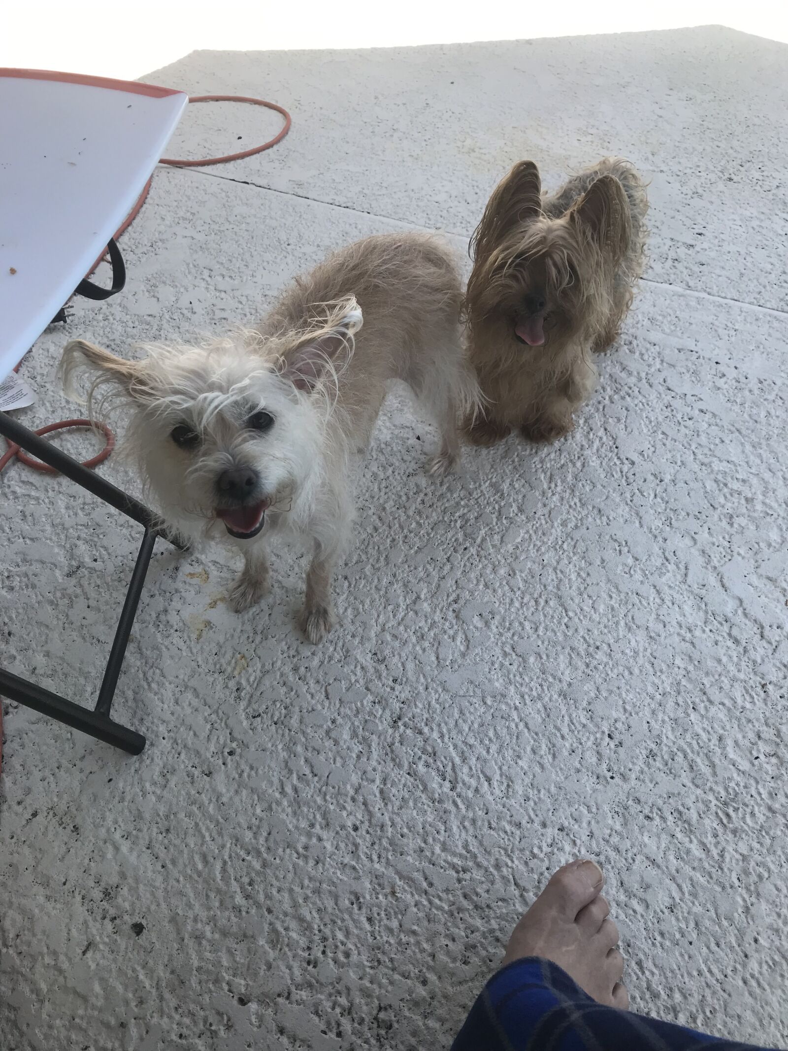 iPhone 7 back camera 3.99mm f/1.8 sample photo. Doggies, love, adorable photography