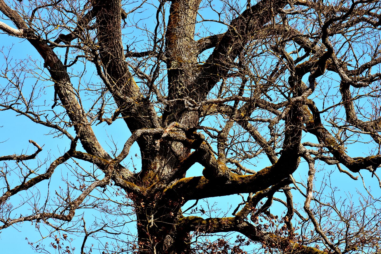 Nikon D7200 sample photo. Old tree, branches, aesthetic photography