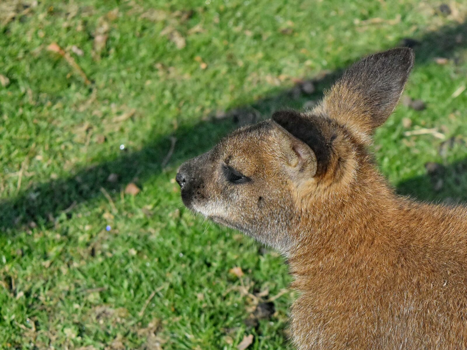 Nikon D5500 sample photo. Australia, kangaroo, rodent, fur photography