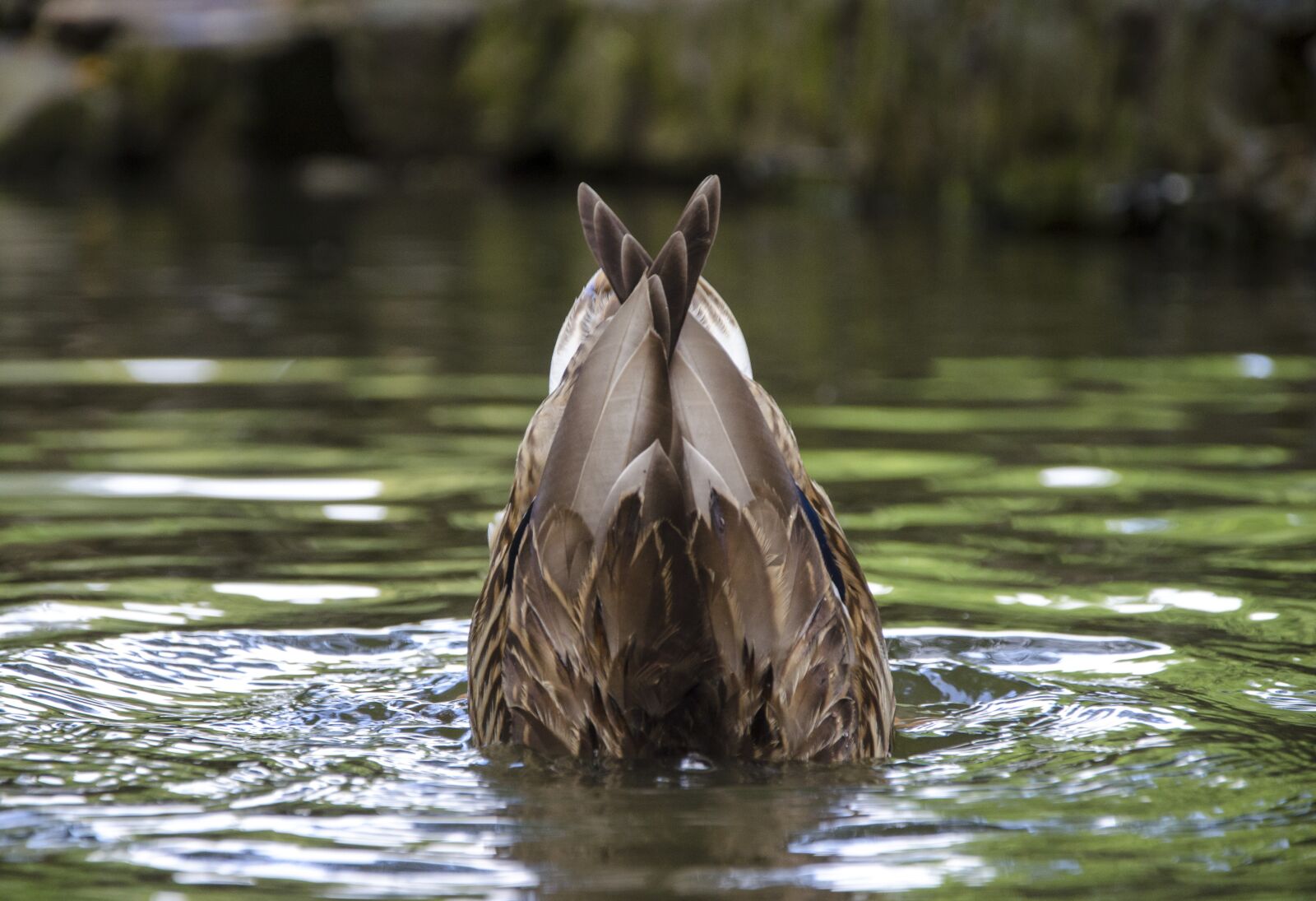 Nikon D5100 sample photo. Duck, nature, dive photography
