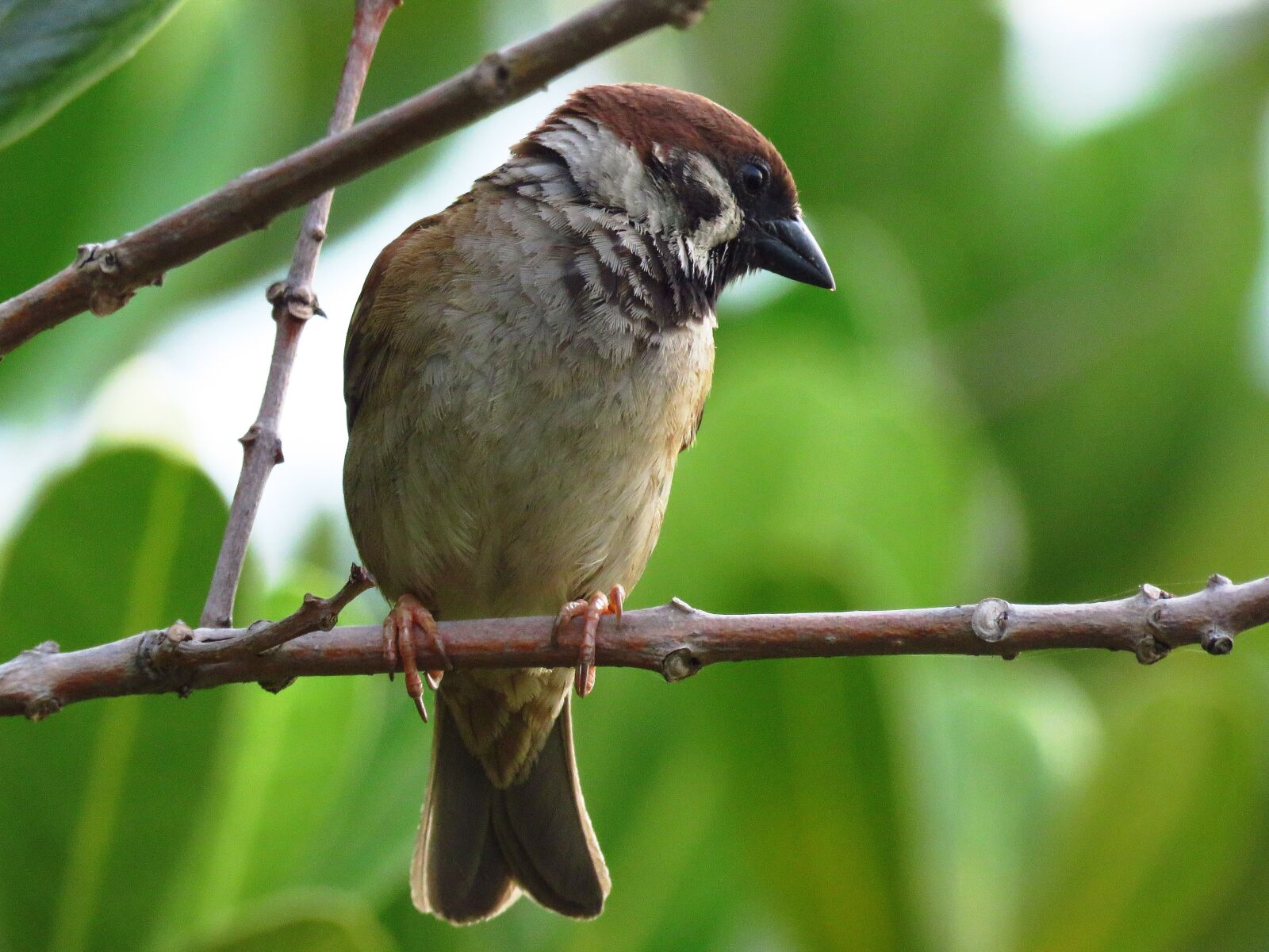 Canon PowerShot SX60 HS sample photo. Sparrow, bird, love birds photography