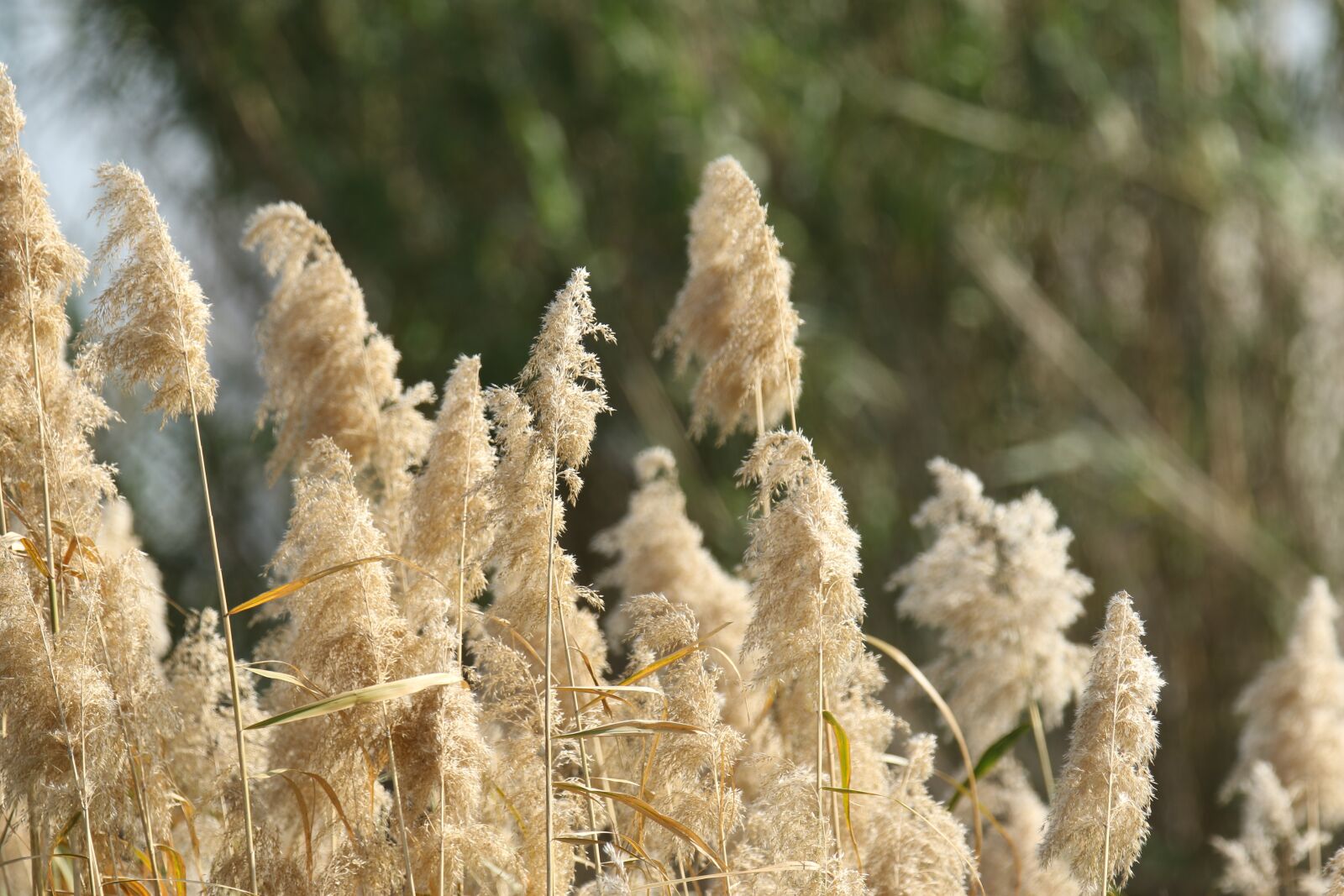 Canon EOS 7D Mark II sample photo. Plants, reed, nature photography