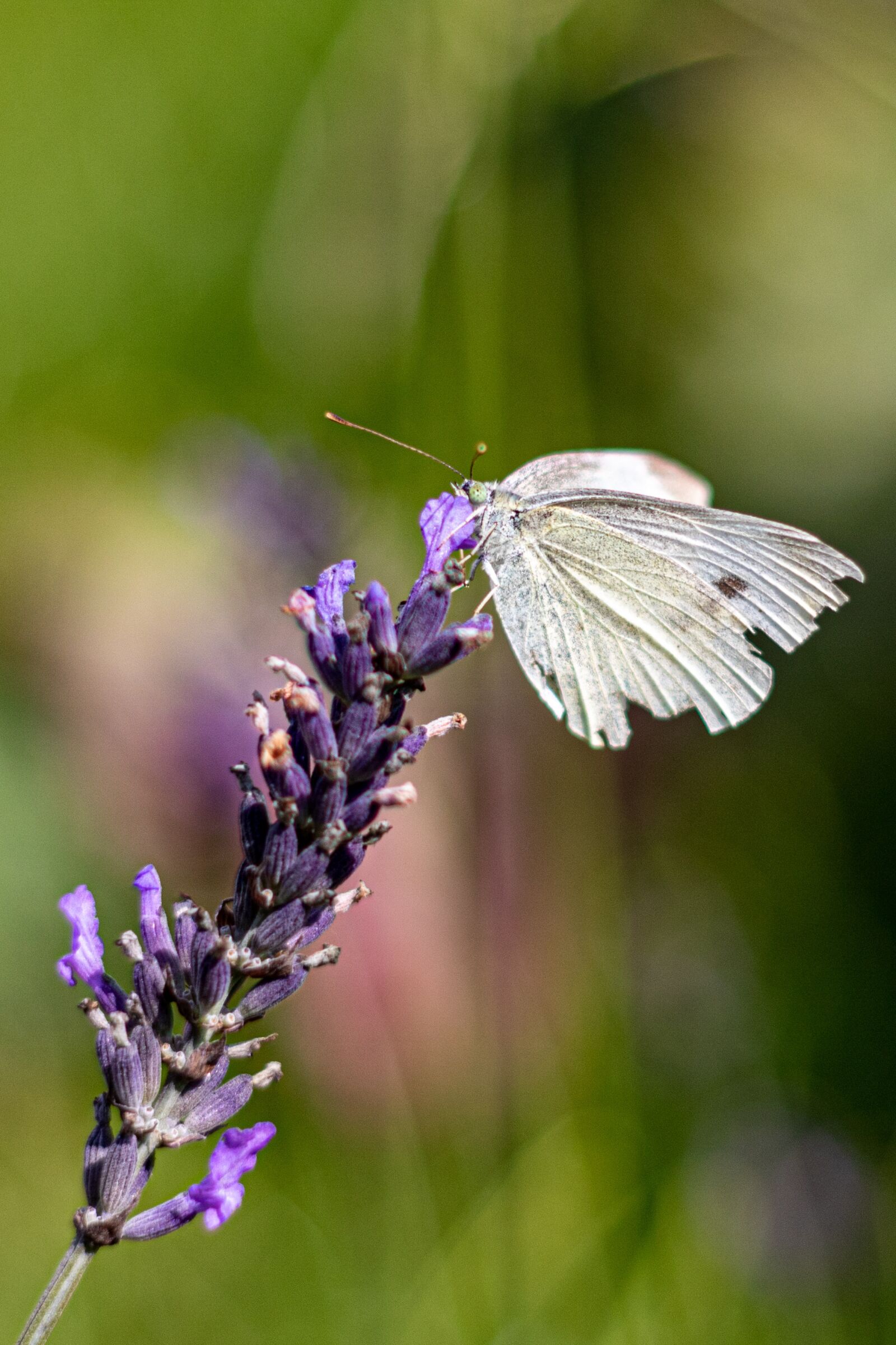YN50mm f/1.8 II sample photo. Kålsommerfugl, lavender, white photography