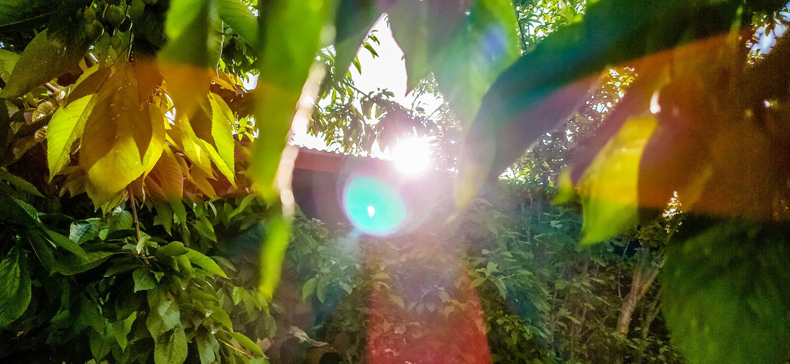 Xiaomi Redmi Note 8 sample photo. Tree, sun, lens photography