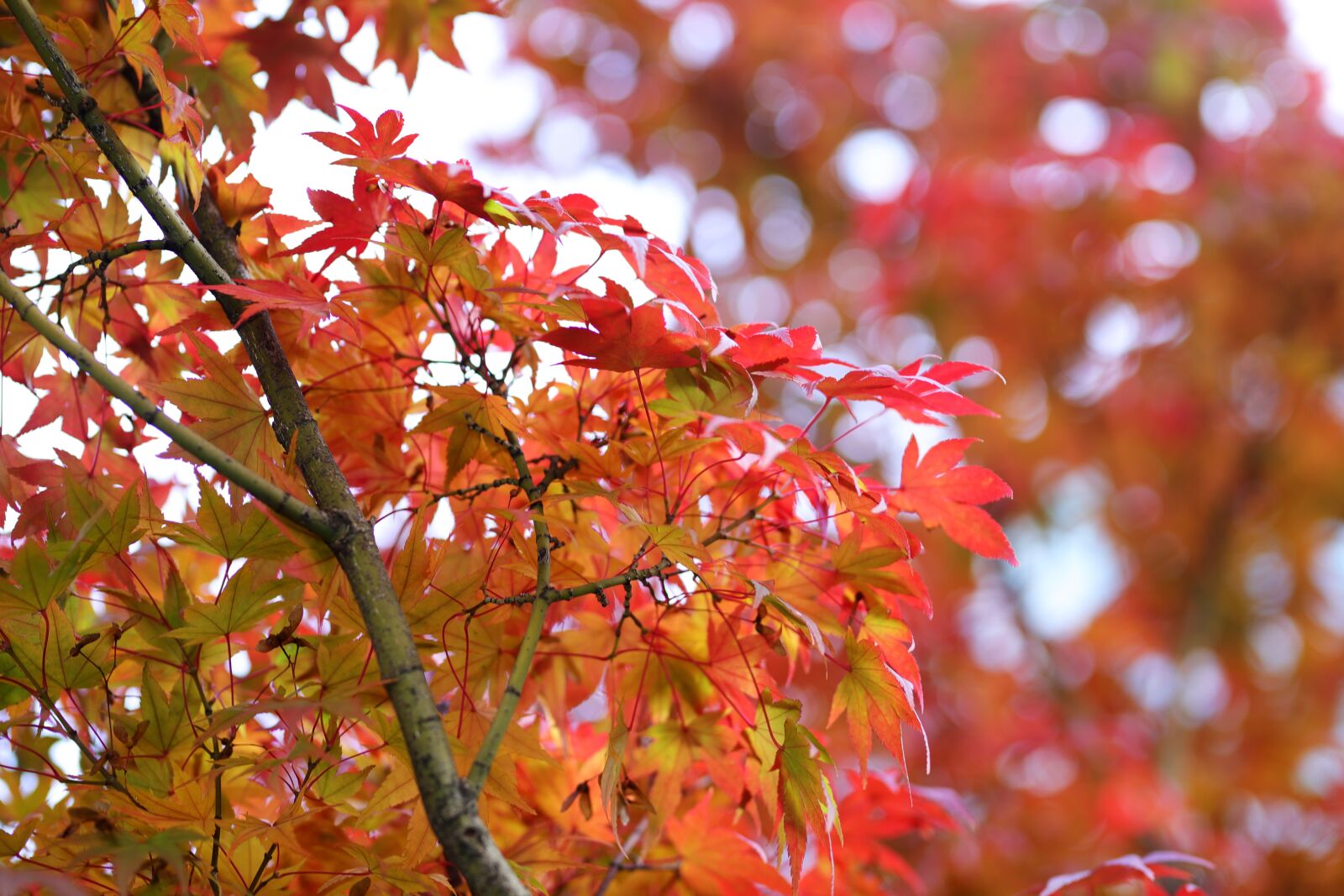 Canon EOS 6D Mark II + Sigma 85mm F1.4 DG HSM Art sample photo. Autumn leaves, leaves, autumn photography